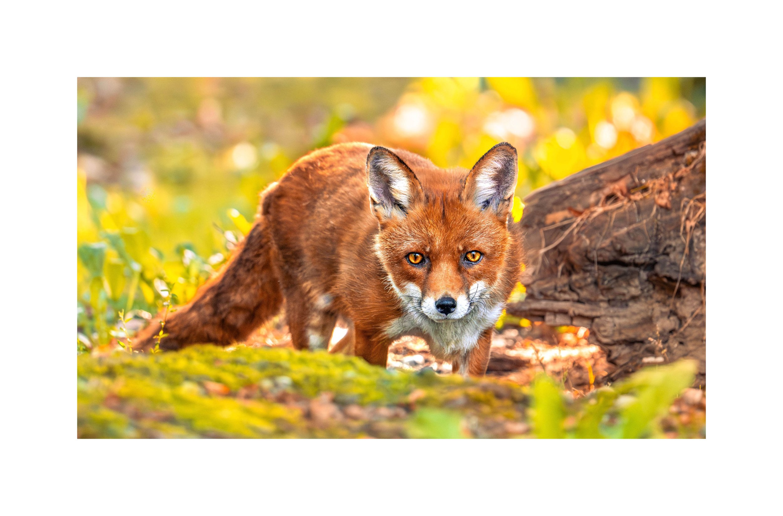 Doppelseite Portfolio. Ein Fuchs, der durch den Wald läuft. Es hat orangebraunes Fell, spitze Ohren und scharfe Augen. Fotografie von SPIRIT ANIMAL by Aless. Teil des WILD REFLECTION COLORFUL ECHOES Projekts.