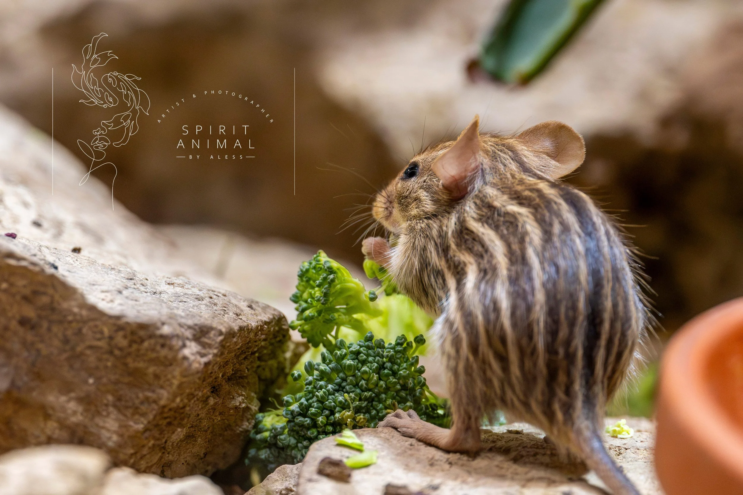 Nahaufnahme eines kleinen Nagetiers, das an Brokkoli knabbert, mit Steinen im Hintergrund.