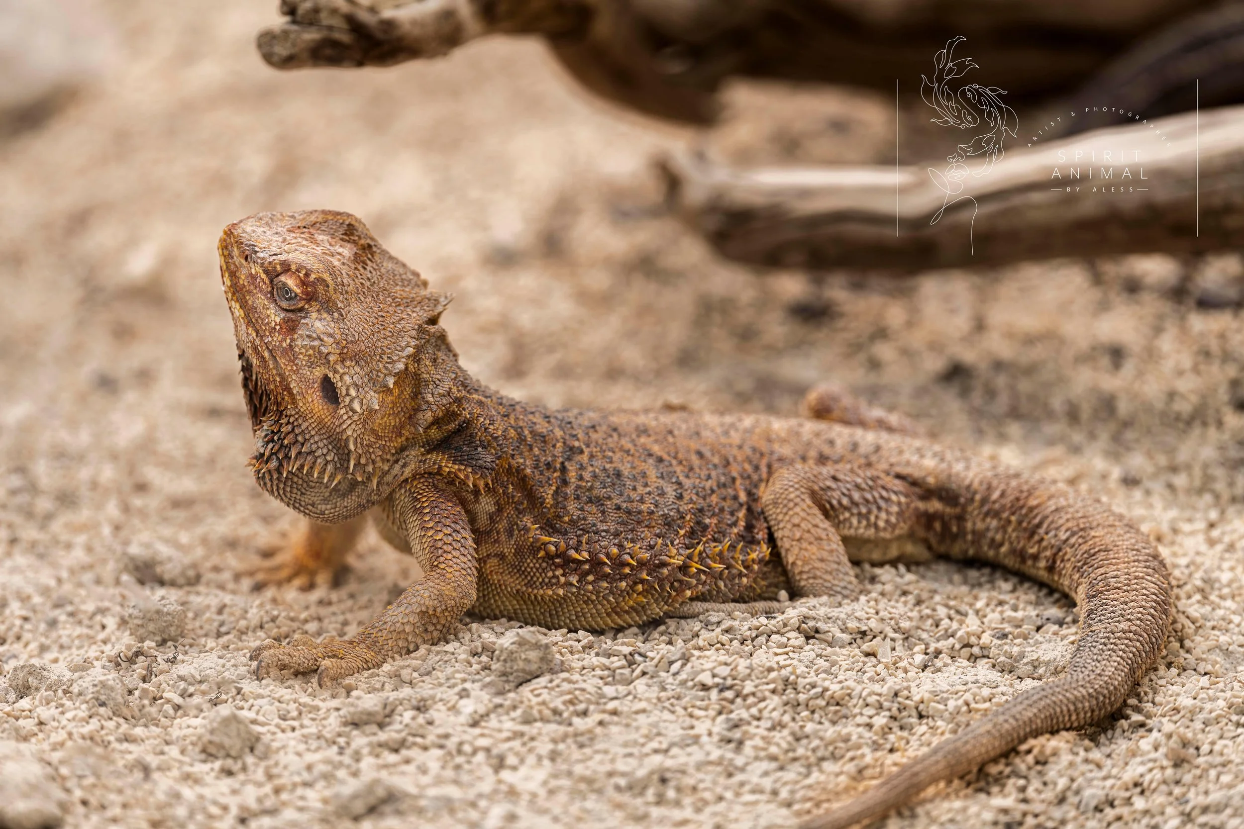 Ein auffälliger Leguan liegt auf sandigem Boden, mit detaillierten Schuppen und einer robusten Erscheinung, Fotografie von SPIRIT ANIMAL