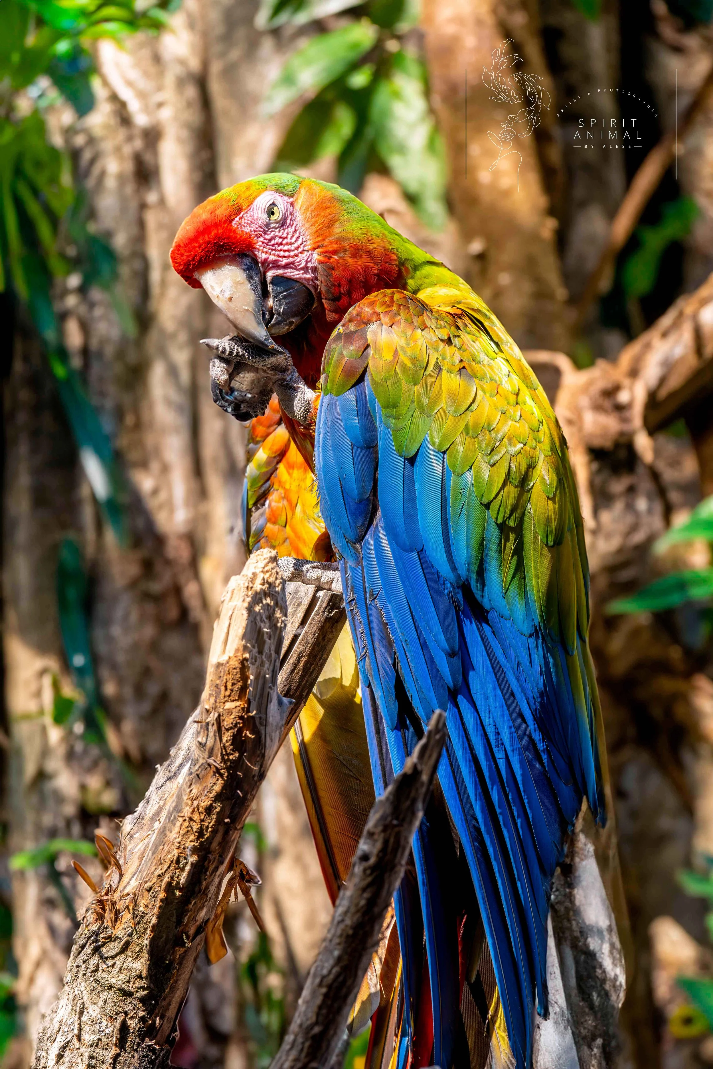 Ein bunter Ara sitzt auf Ast und putzt sich, Fotografie von SPIRIT ANIMAL