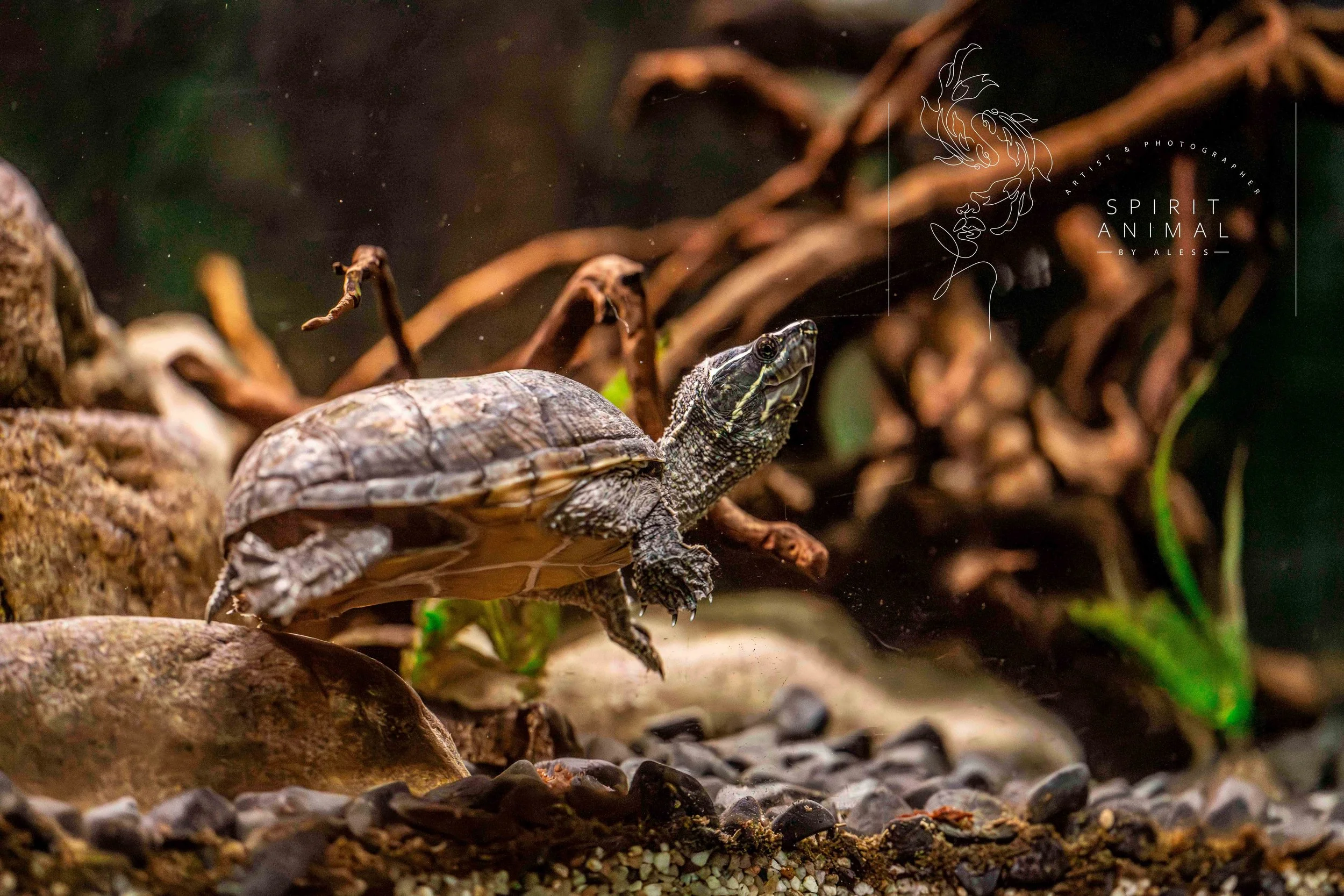 Kleiner Schildkröte, die aus dem Wasser auf den Boden an Land klettert in einem natürlichen Habitat mit Steinen, Pflanzen und Ästen, Fotografie von SPIRIT ANIMAL