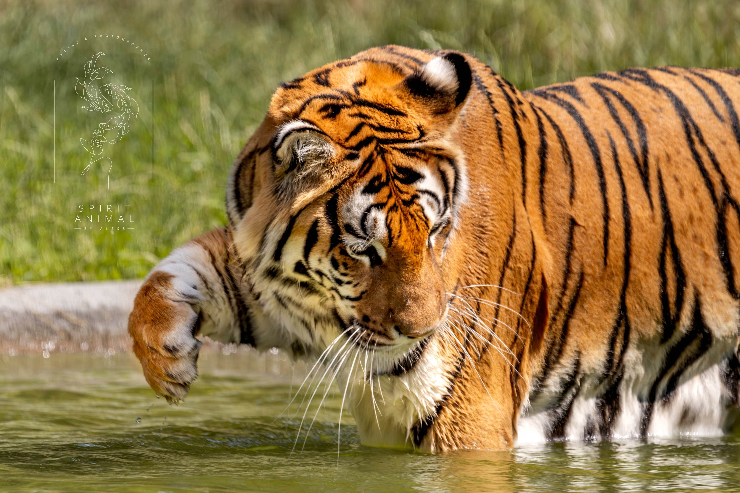 Zwei Tiger im Wasser, ein großer und ein kleiner, beim Baden im Wasser.