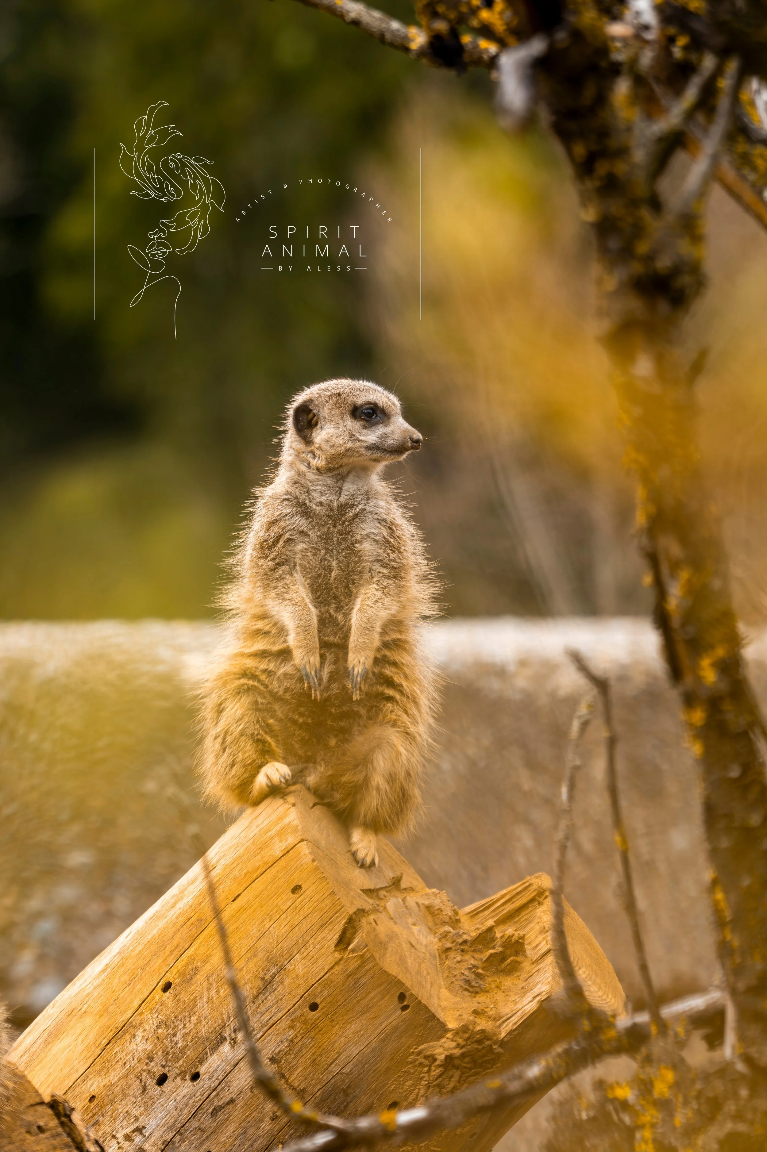 Ein Streifenkopfmeerkatze sitzt auf einem Baumstamm in der Natur, mit einem unscharfen Hintergrund aus Bäumen