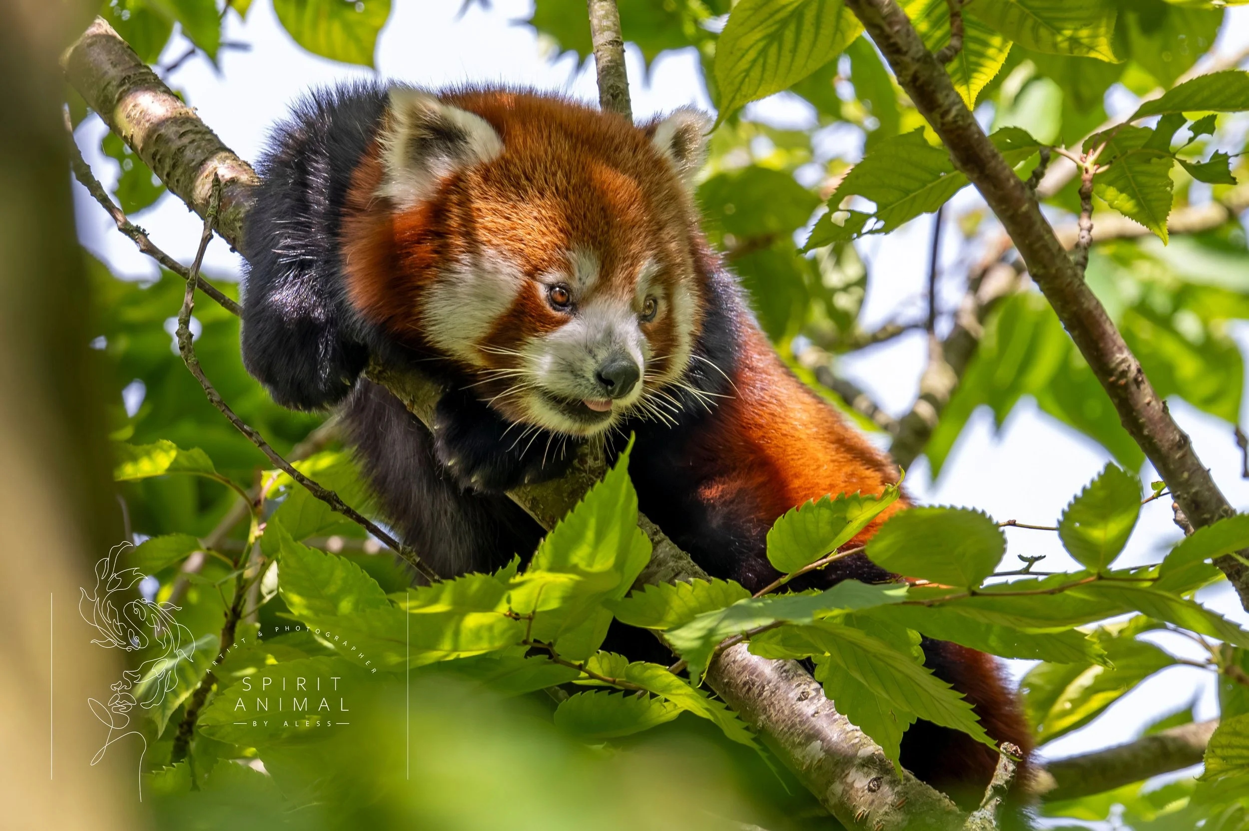 Ein roter Panda klettert in einem Baum mit grünen Blättern, CHASING SUNBEAMS, Fotografie von SPIRIT ANIMAL