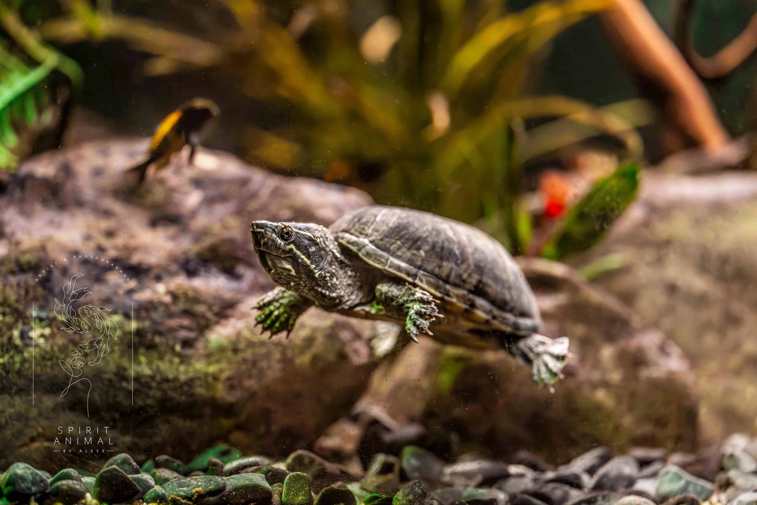 Schildkröte schwimmt im Wasser, im Hintergrund sind kleinere Fische und grüne Pflanzen, Fotografie von SPIRIT ANIMAL