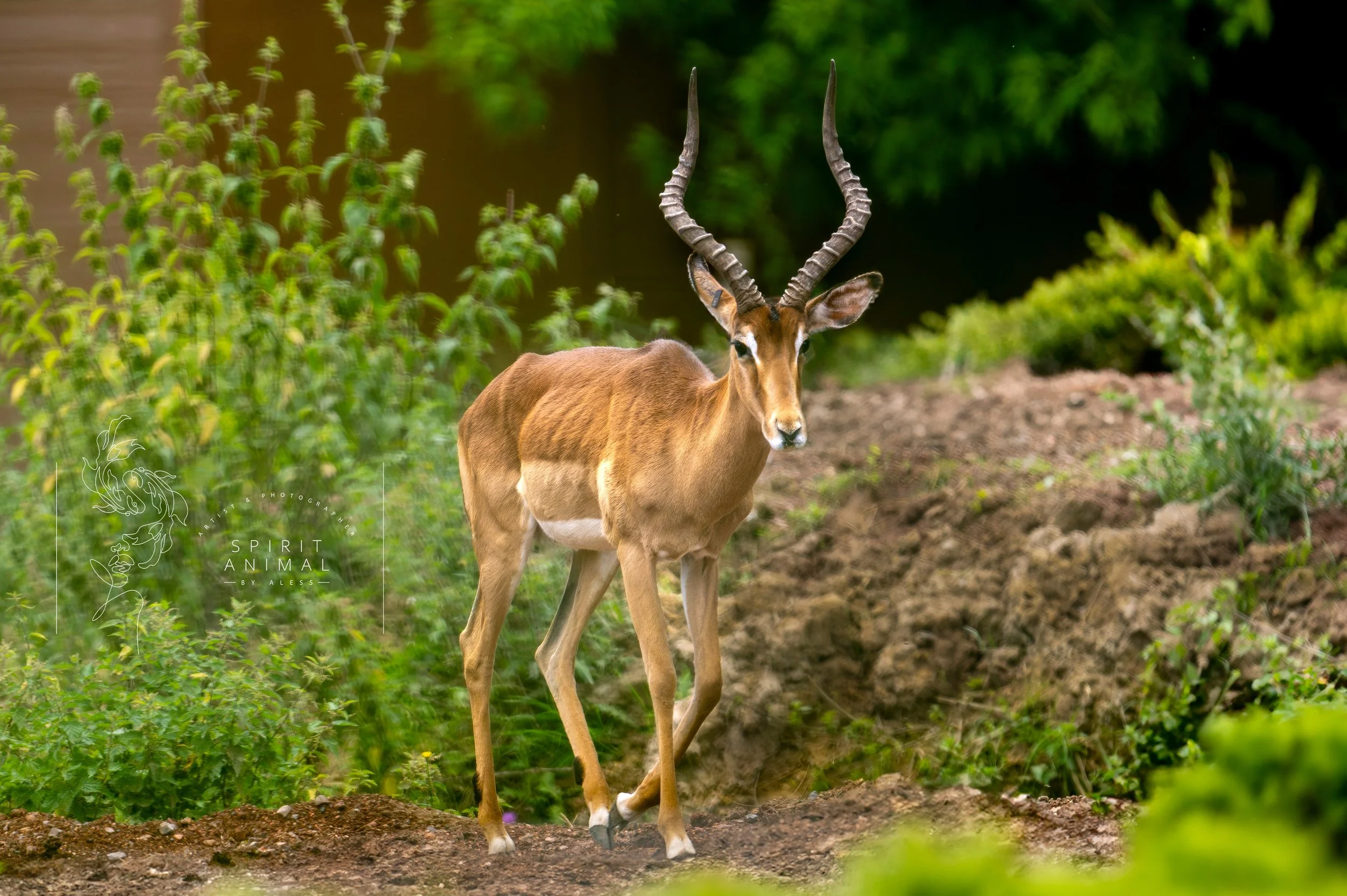 Ein Äthiopischer Steinbock steht auf einem Pfad in einer grünen, bewaldeten Umgebung, Fotografie von SPIRIT ANIMAL