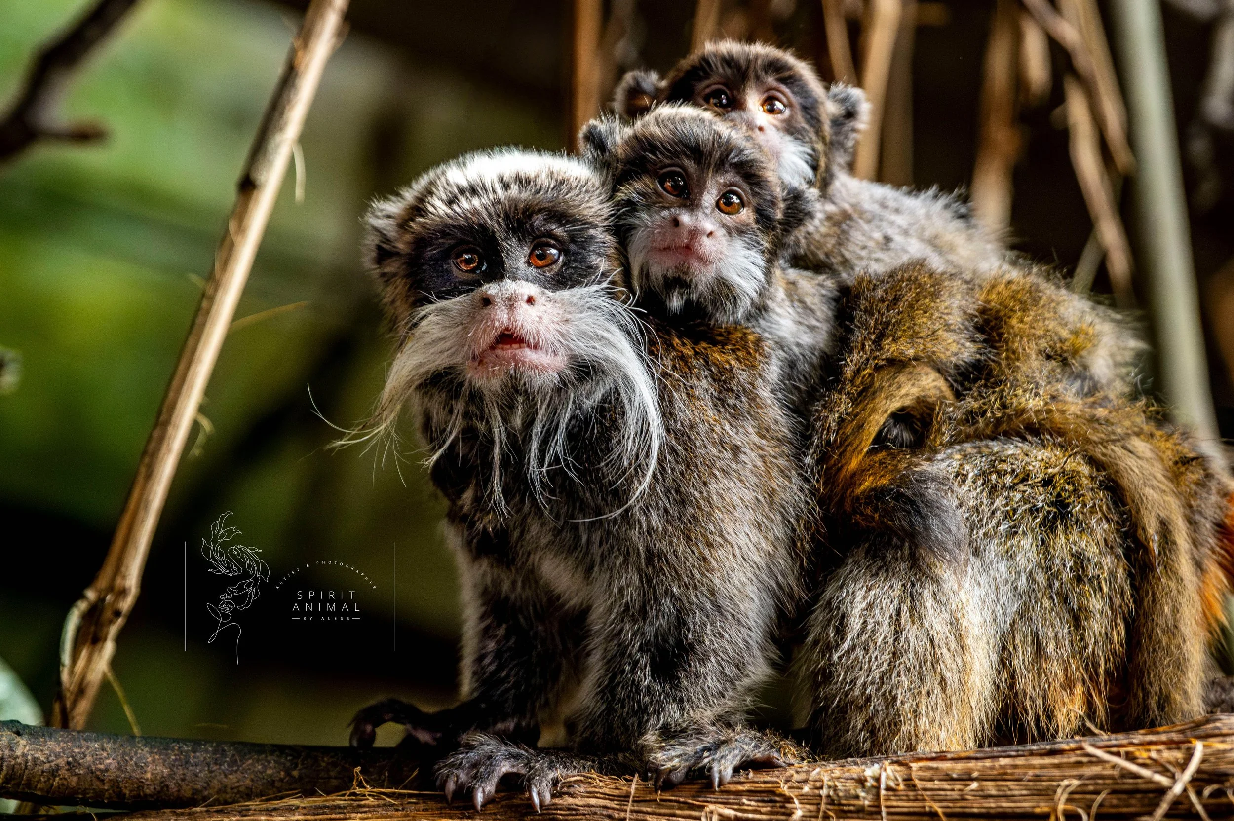 Drei kleine Totenkopfäffchen auf einem Ast im Dschungel, Nahaufnahme.