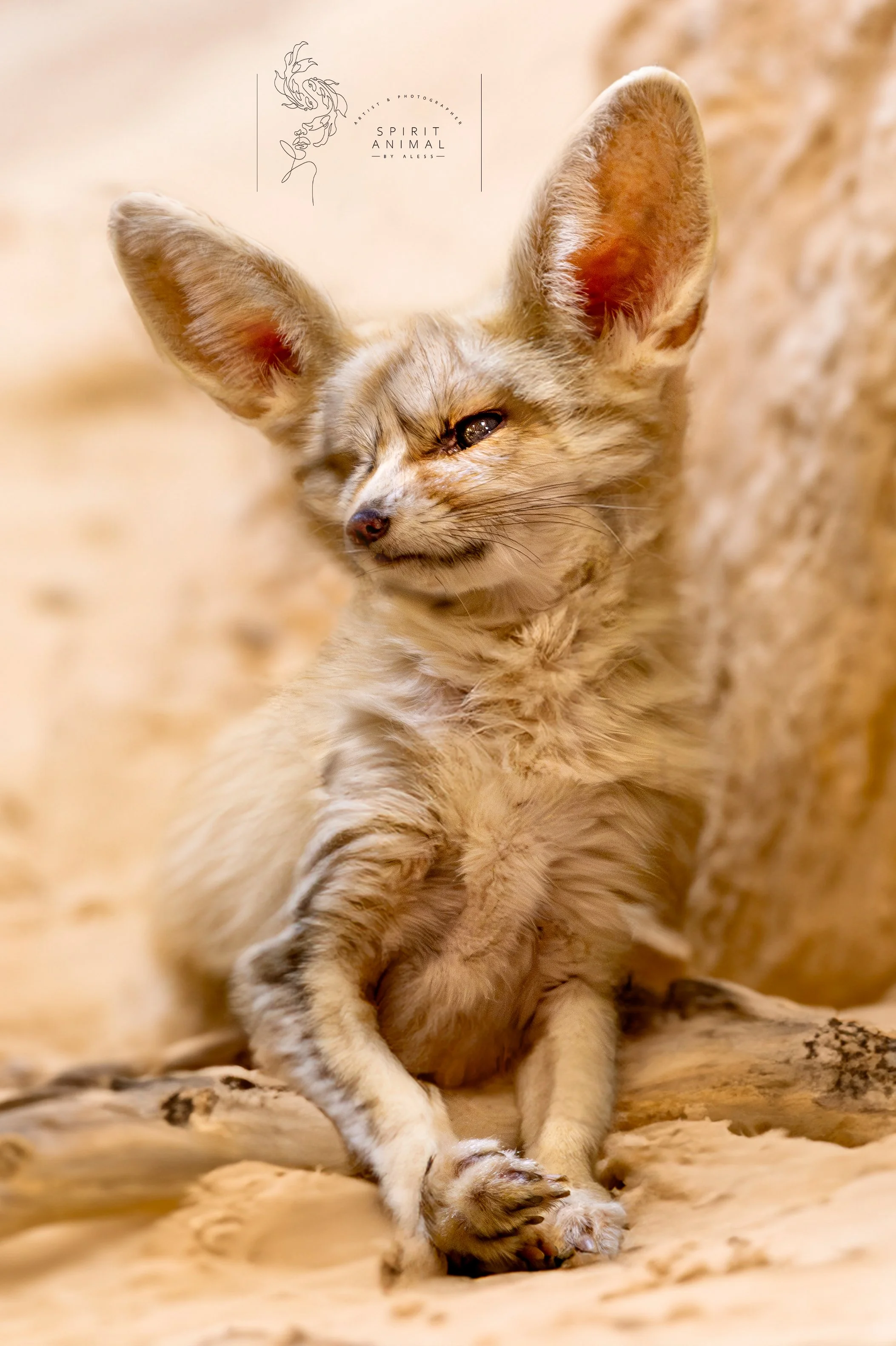 Fennek, Wüstenfuchs sitzt im Sand, Fotografie von SPIRIT ANIMAL