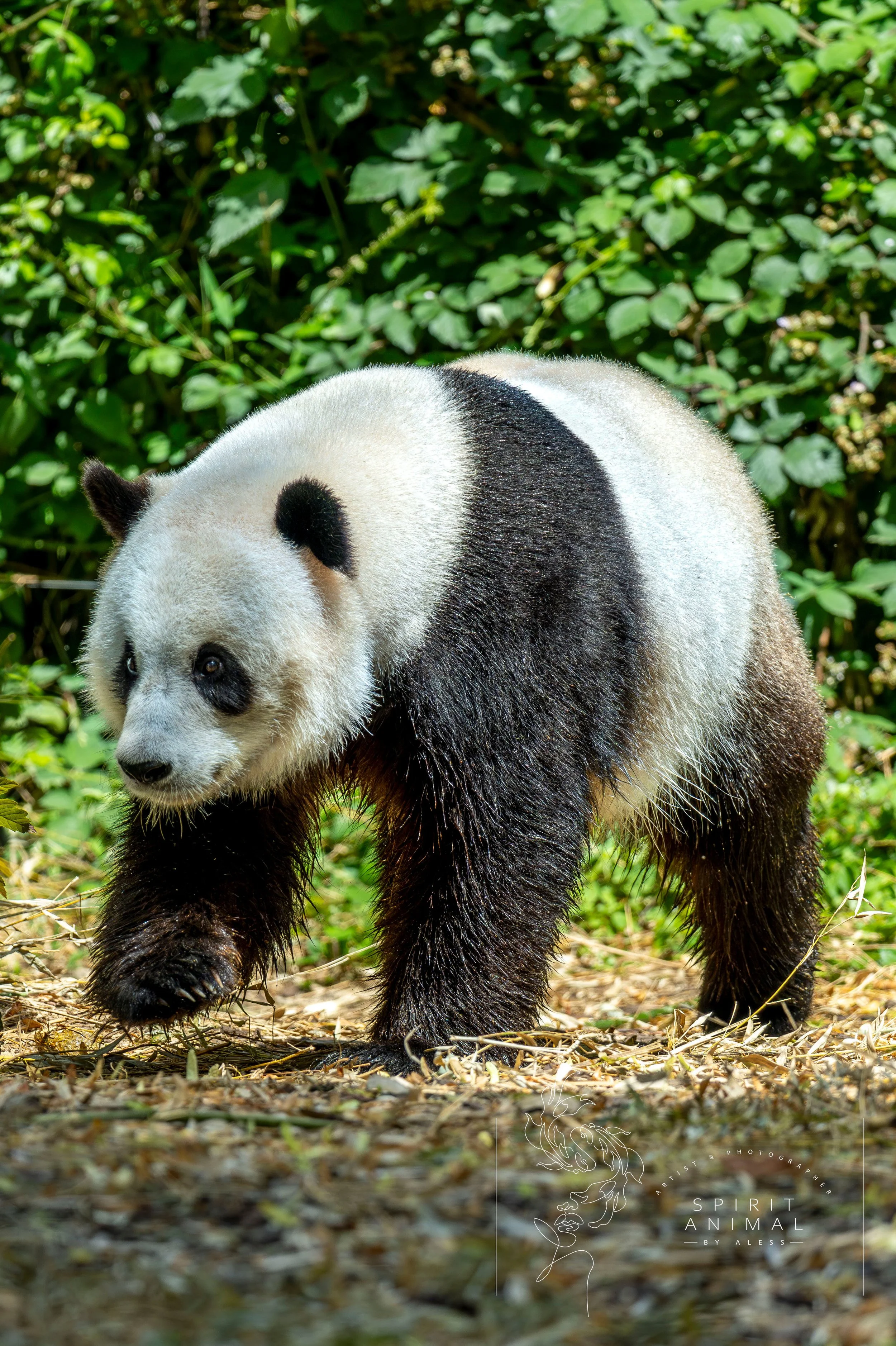 Ein Pandabär läuft im grünen Wald, Fotografie von SPIRIT ANIMAL