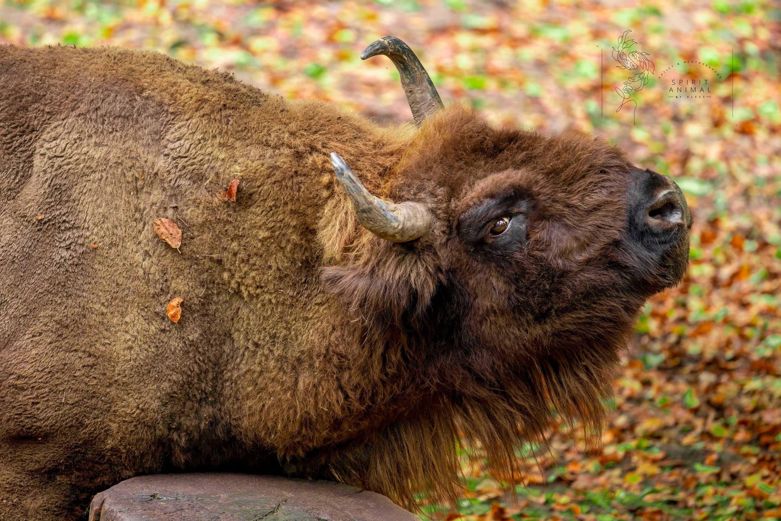 Ein Wisent reibt seinen Kopf an einem Baumstumpf, umgeben von Laub auf dem Boden, Fotografie von SPIRIT ANIMAL