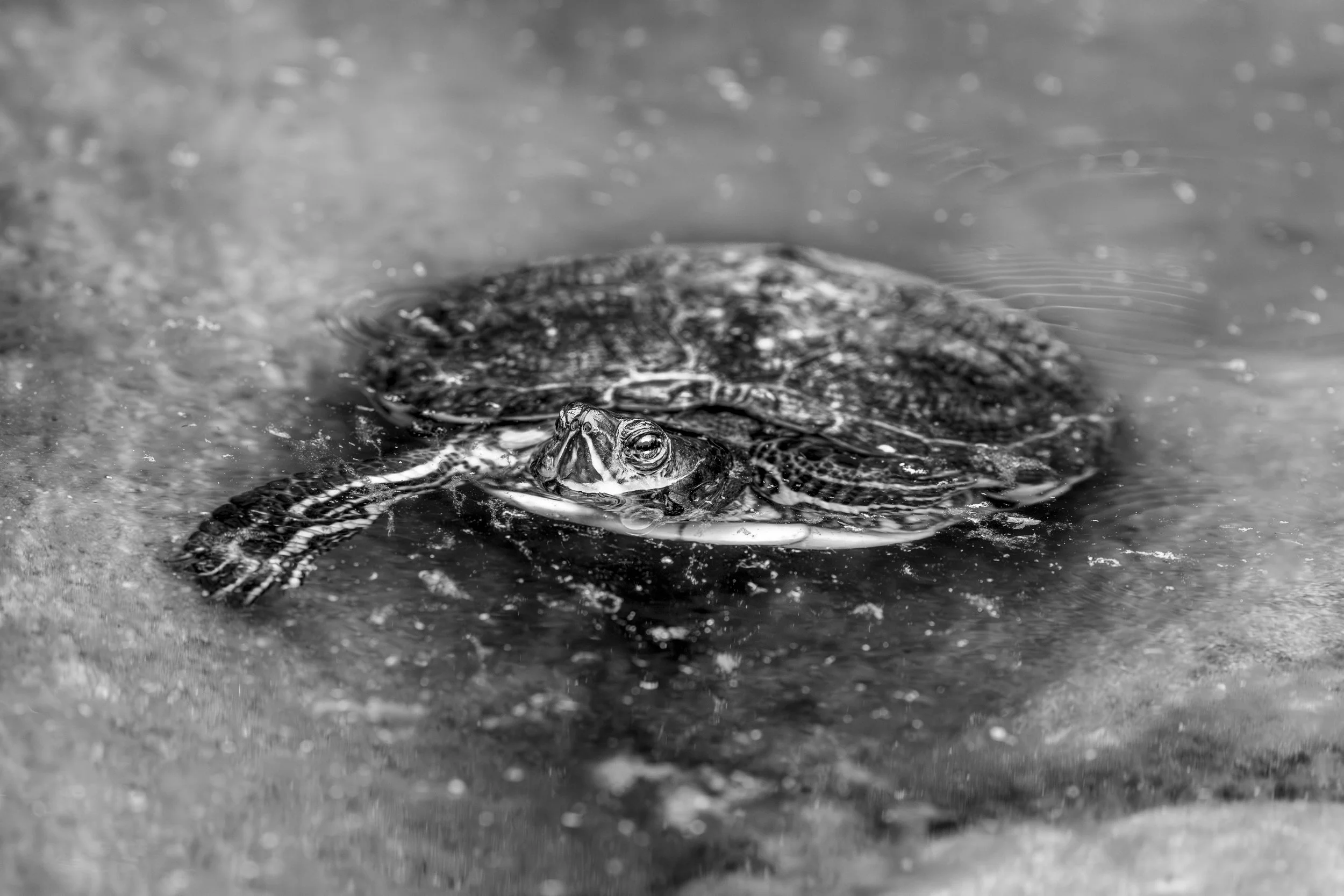 BLACK & WHITE: Reduktion auf das Wesentliche: Licht, Form und Ausdruck. Diese Schwarz-Weiß-Kollektion zeigt Motive in ihrer klarsten, zeitlosesten Sprache.