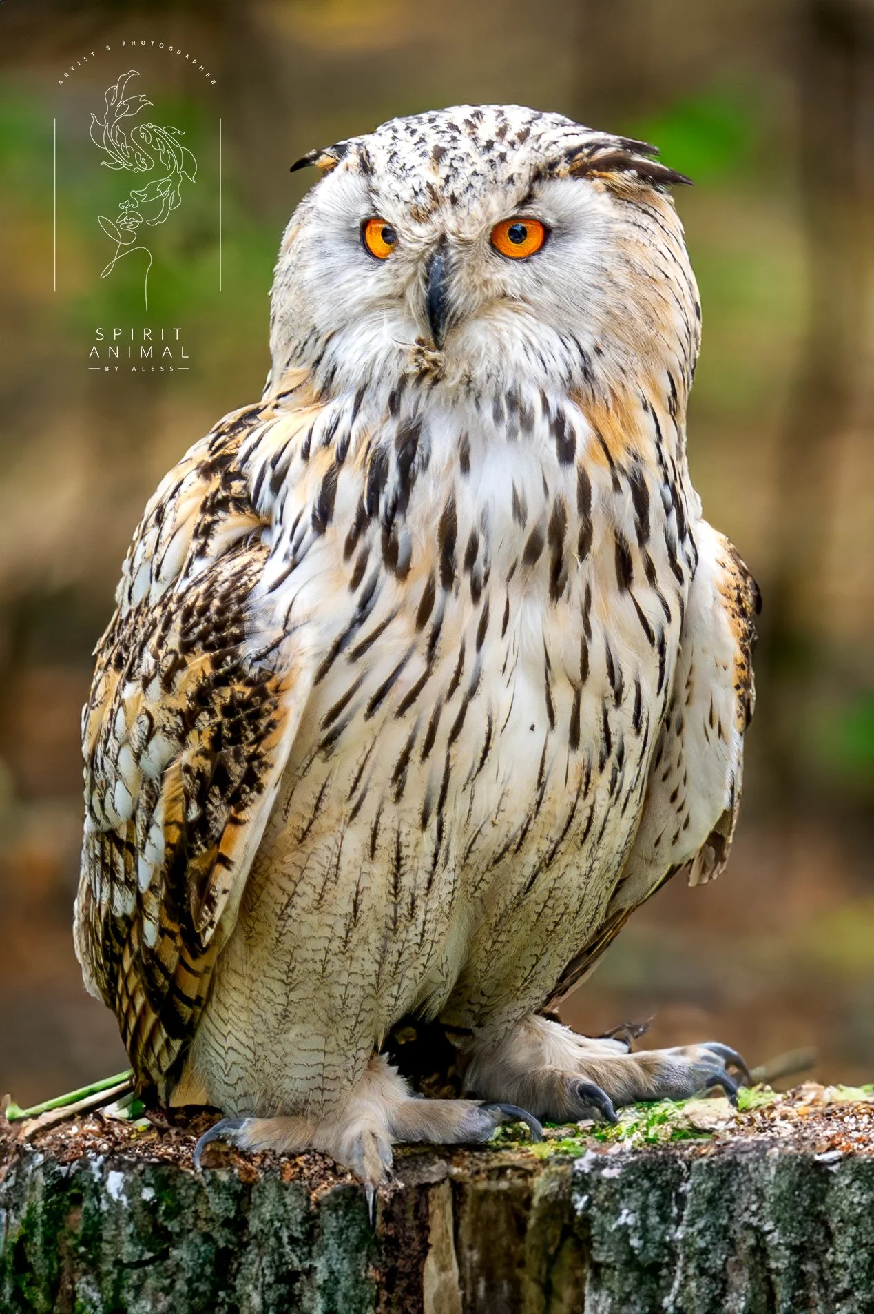 Weißer Eulenadler auf einem Baumstumpf, mit orangefarbenen Augen und braun-weißer gefiederter Brust, im Hintergrund unscharfer Wald.