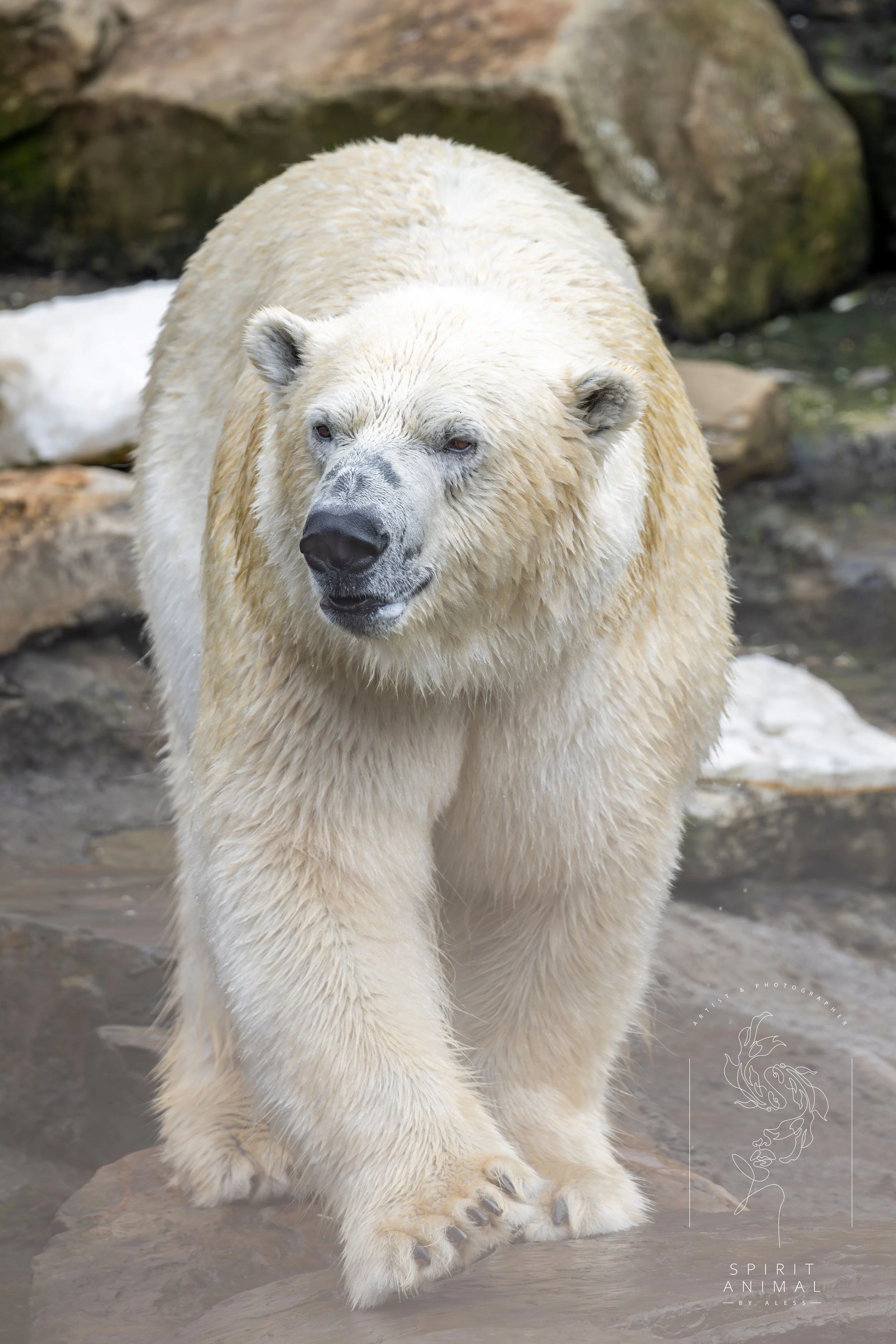 Ein Eisbär, läuft auf felsigem Untergrund am Wasser, Fotografie von SPIRIT ANIMAL