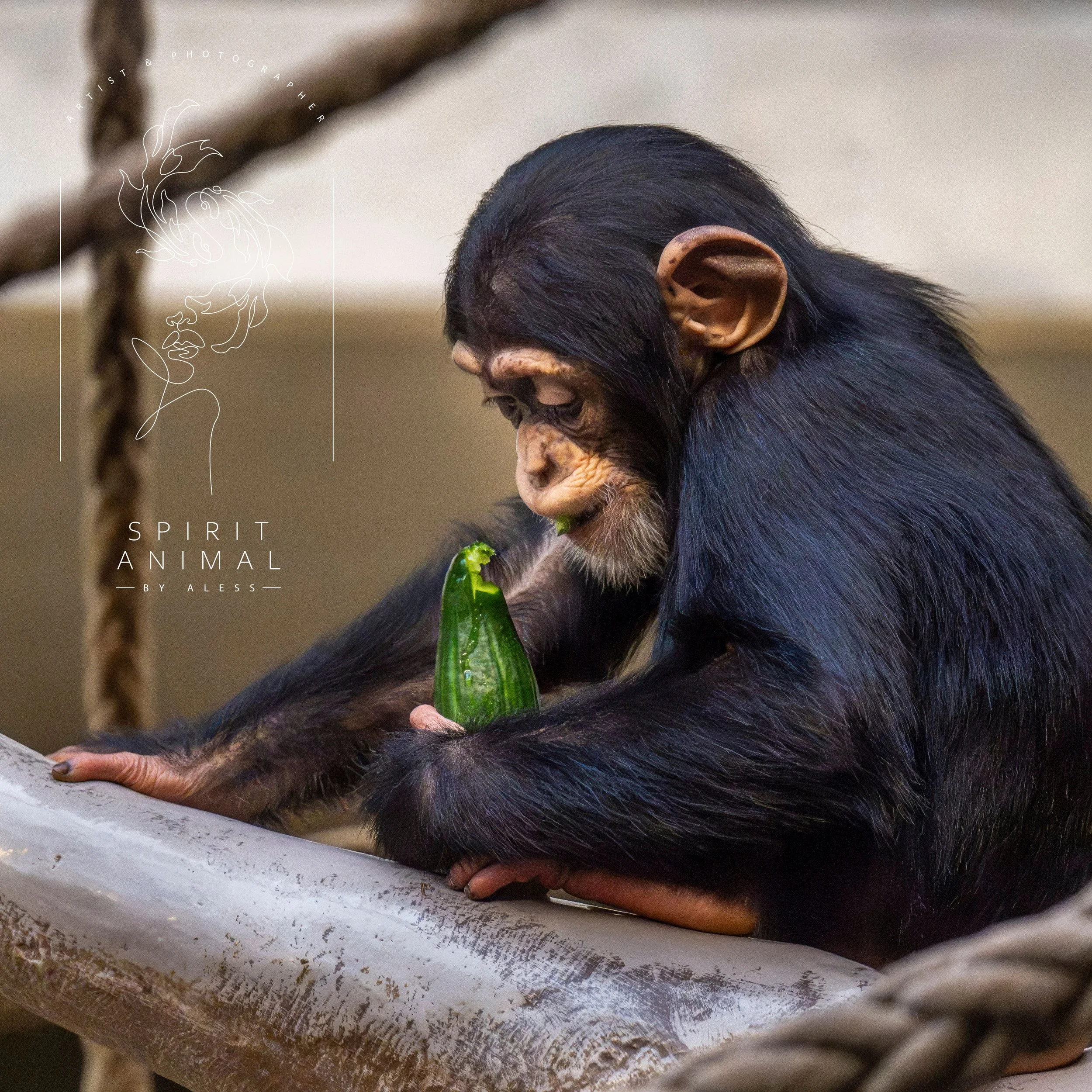 Ein Affe, der auf einem Ast sitzt und eine Gurke hält, Fotografie von SPIRIT ANIMAL