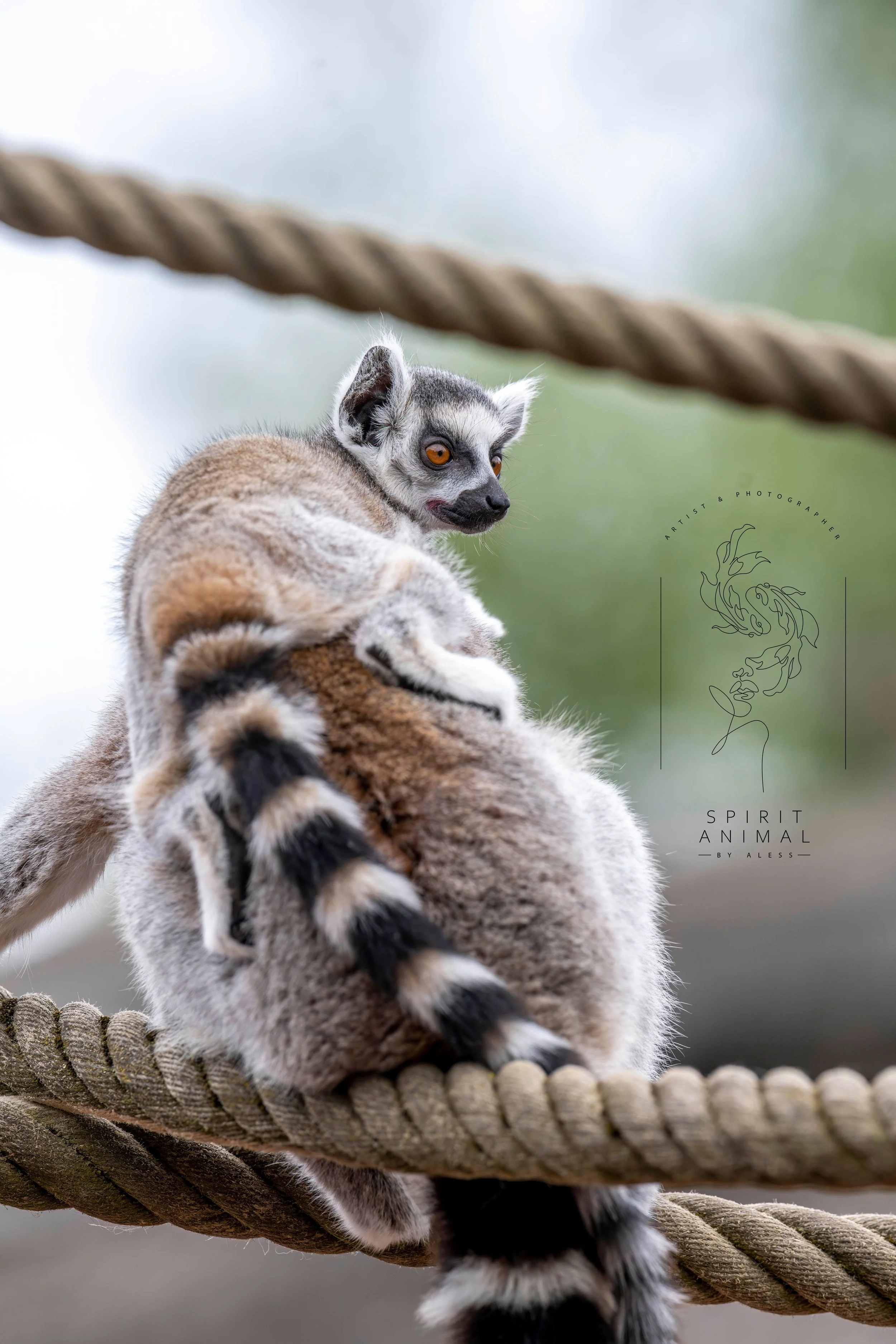 Ein Lemur sitzt auf dem Rücken eines anderen auf einem Seil, blickt zur Seite, mit grünem, verschwommenem Hintergrund., Fotografie von SPIRIT ANIMAL