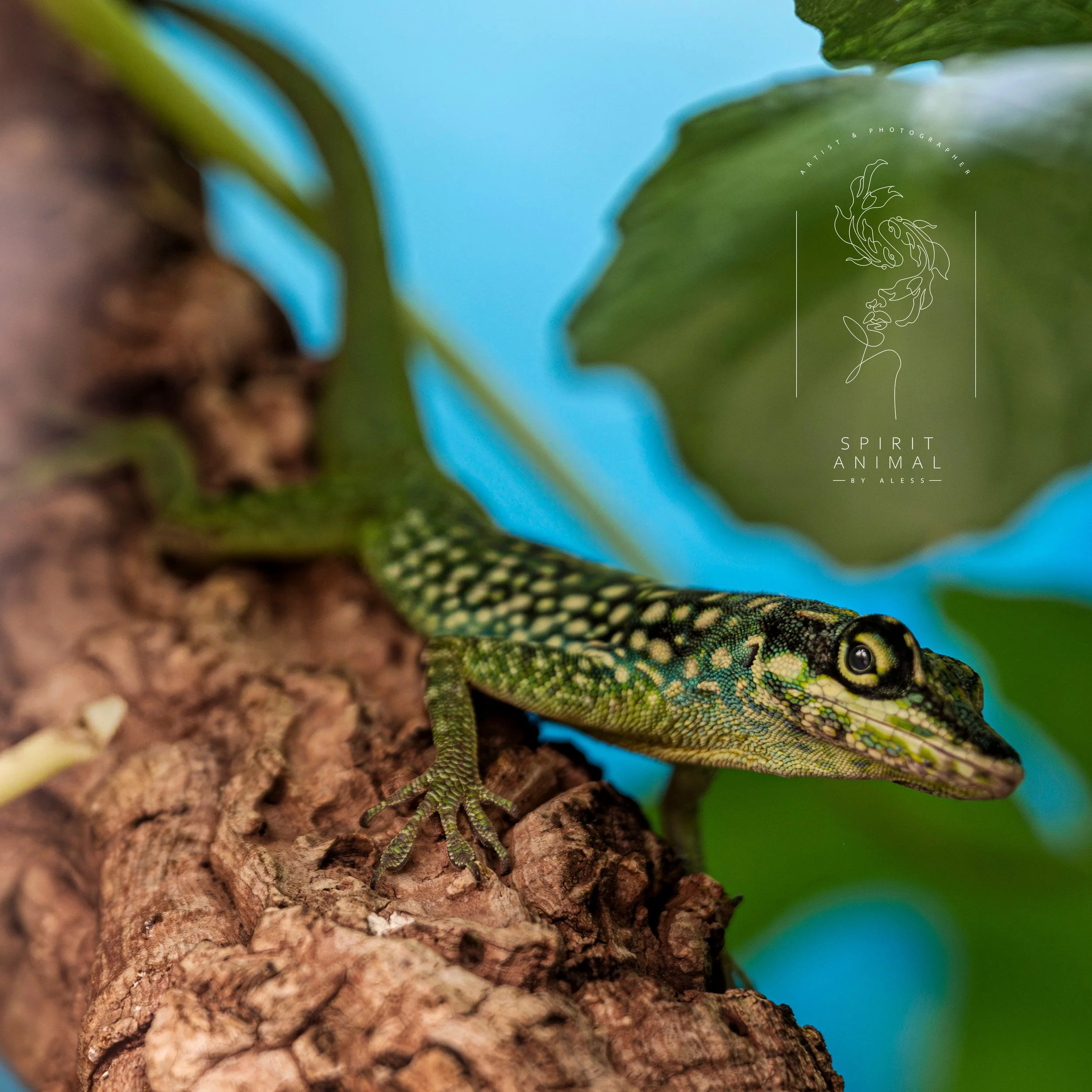 Nahaufnahme einer kleinen grünen Eidechse mit schwarzen Flecken, die auf einem Baumstamm kriecht, mit grünen Blättern im Hintergrund und einem blauen Himmel, Fotografie von SPIRIT ANIMAL