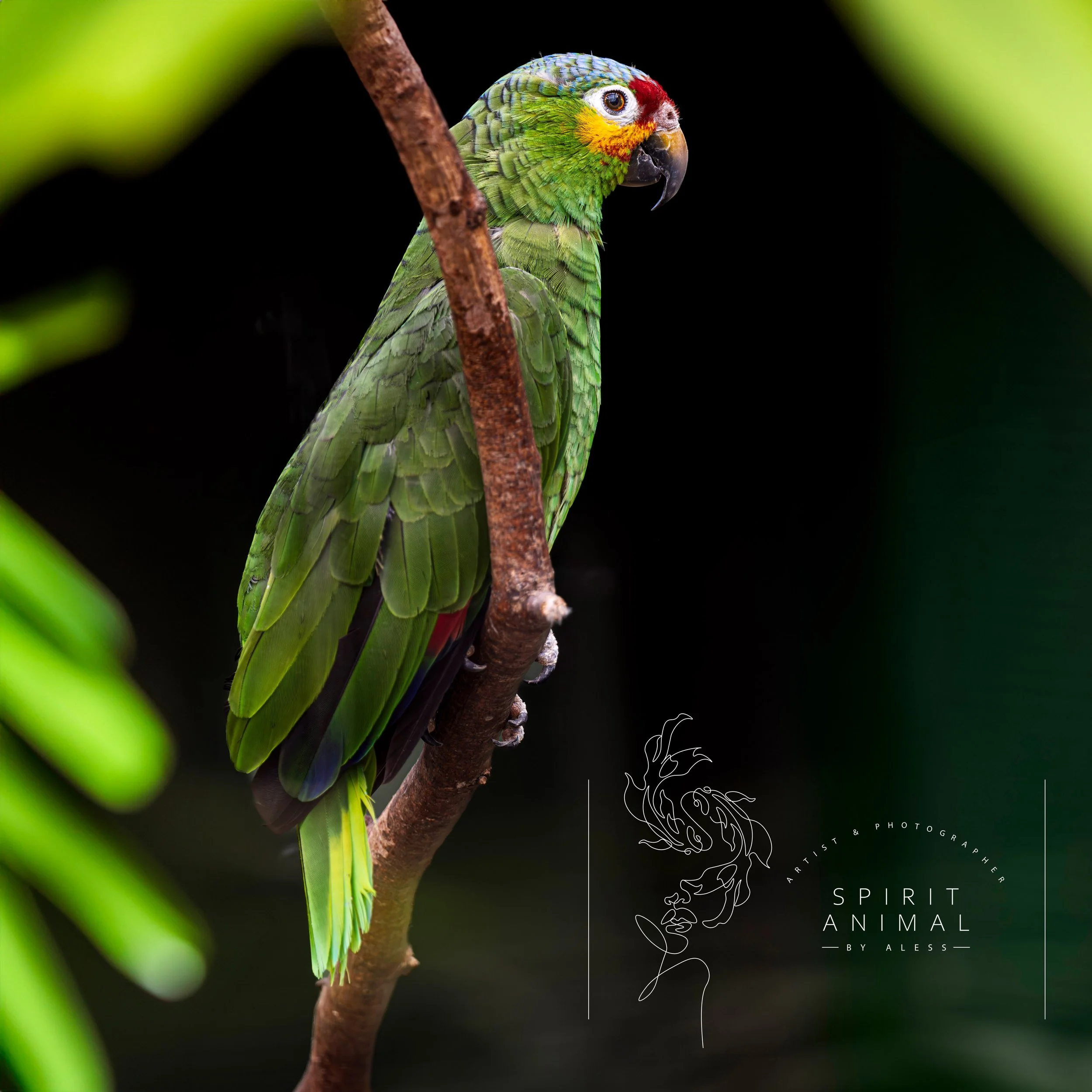 Ein grüner Papagei sitzt auf einem Ast vor einem dunklen Hintergrund, Fotografie von SPIRIT ANIMAL