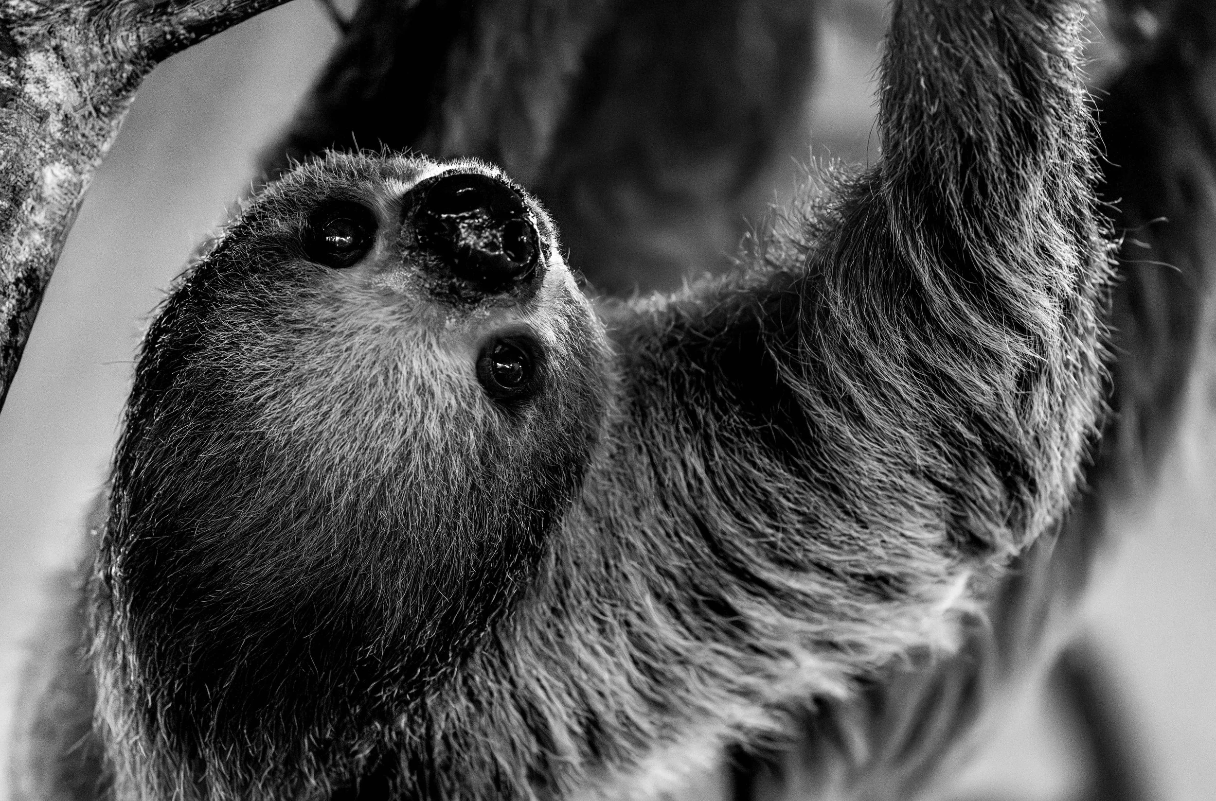 Doppelseite Portfolio. Schwarz-weiß Nahaufnahme eines Faultiers, das an einem Baum hängt, mit einem Blick nach oben. DREAMING MOTION Fotografie von SPIRIT ANIMAL by Aless.