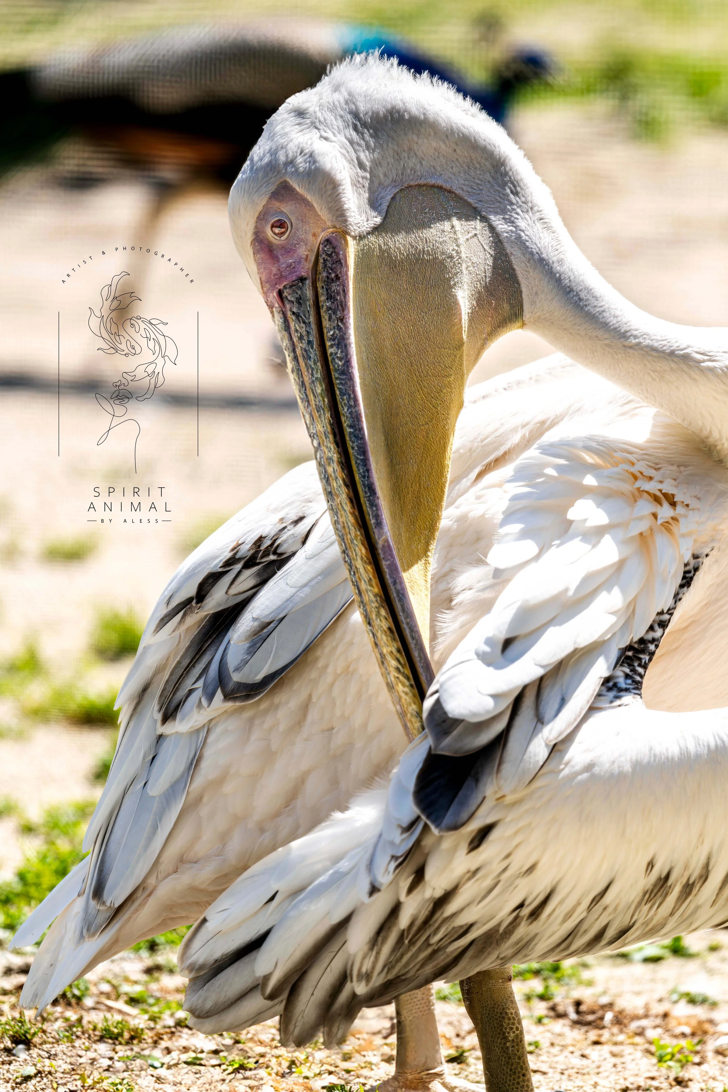 EinPelikan steht auf dem Boden, während er sich die Flügel putzt, Fotografie von SPIRIT ANIMAL