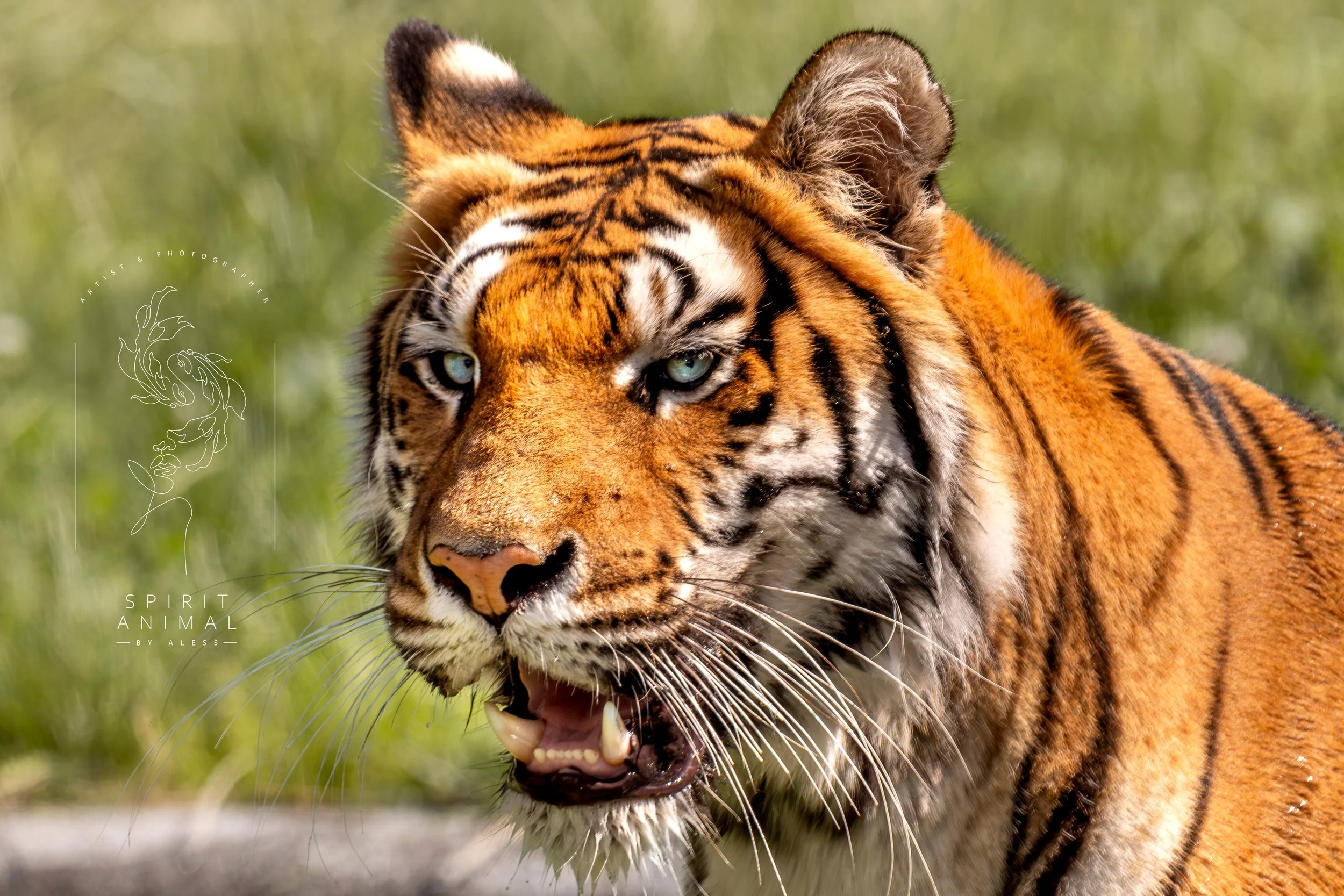 Nahaufnahme eines Tigers mit offenem Maul, hellblaue Augen, im Hintergrund grünes Gras, Fotografie von SPIRIT ANIMAL