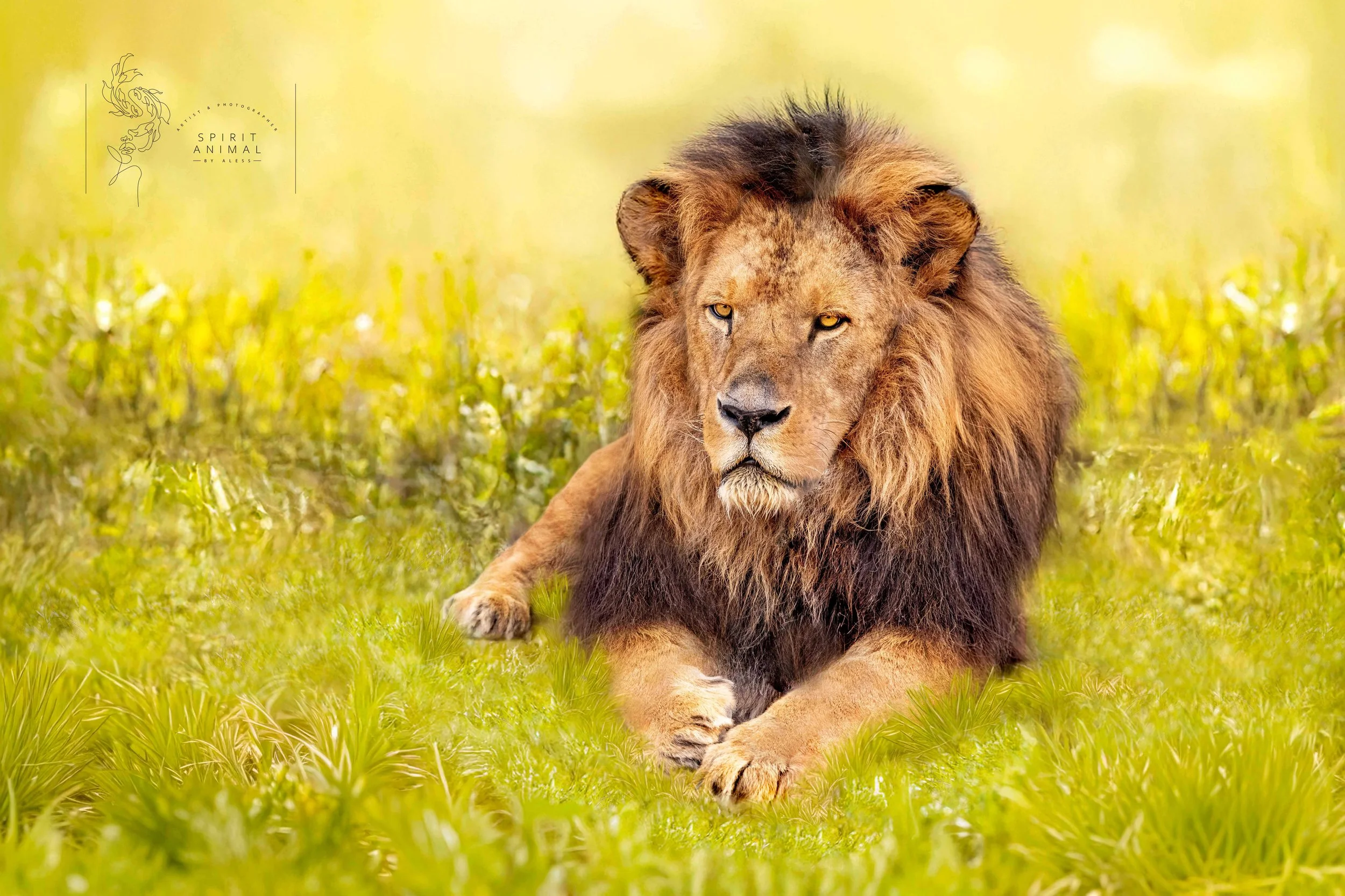Ein Löwe liegt auf grünem Gras in einer sonnigen Umgebung. Fotografie von SPIRIT ANIMAL by Aless. Plättli Zoo Frauenfeld