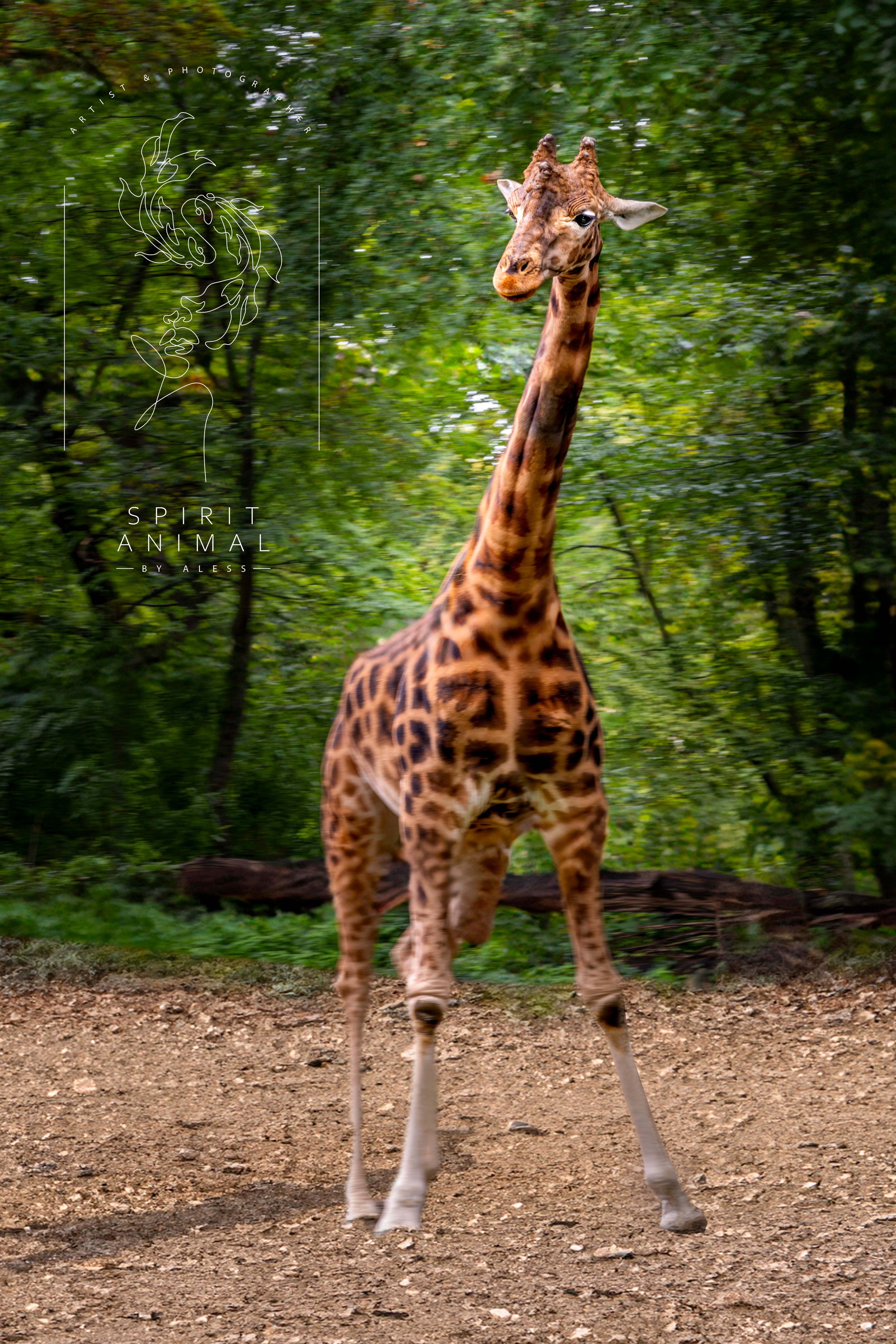 Ein Giraffe steht auf einem Waldboden vor grünen Bäumen, Fotografie von SPIRIT ANIMAL