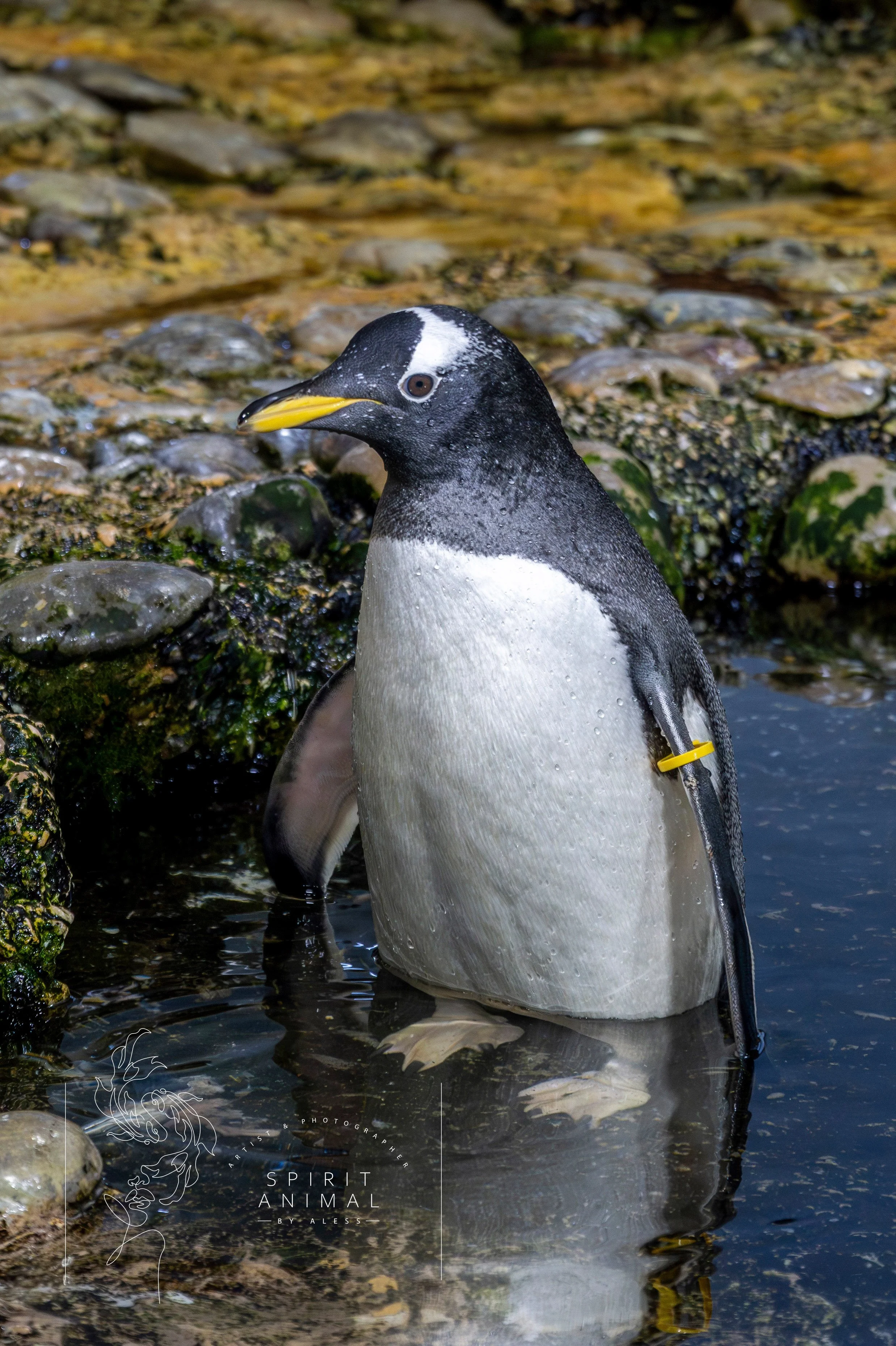 Ein Pinguin steht im Wasser an einem felsigen Ufer, mit einem gelben Ring am Flügel.