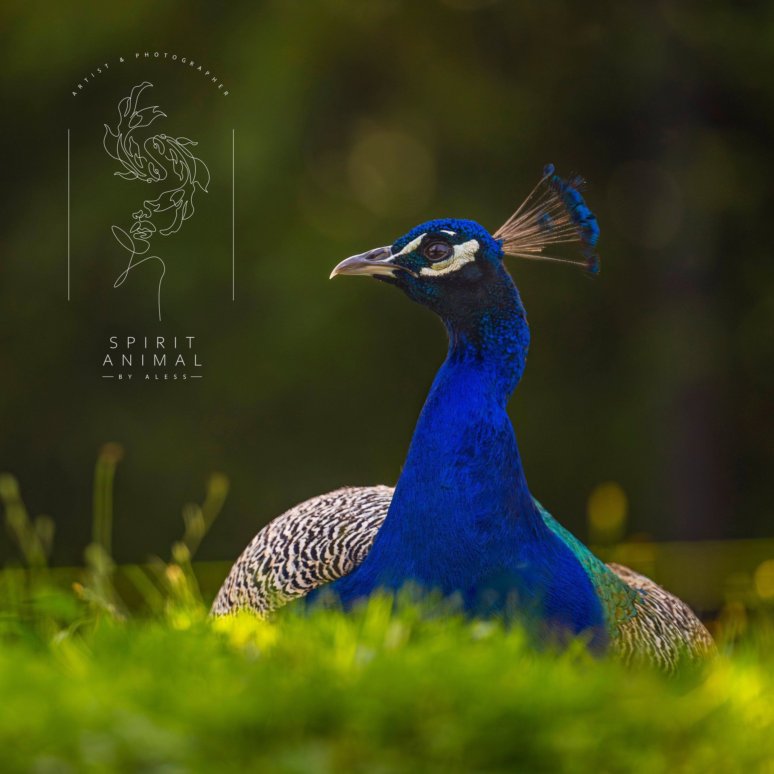 Nahaufnahme eines blauen Pfau im Grünen, Fotografie von SPIRIT ANIMAL