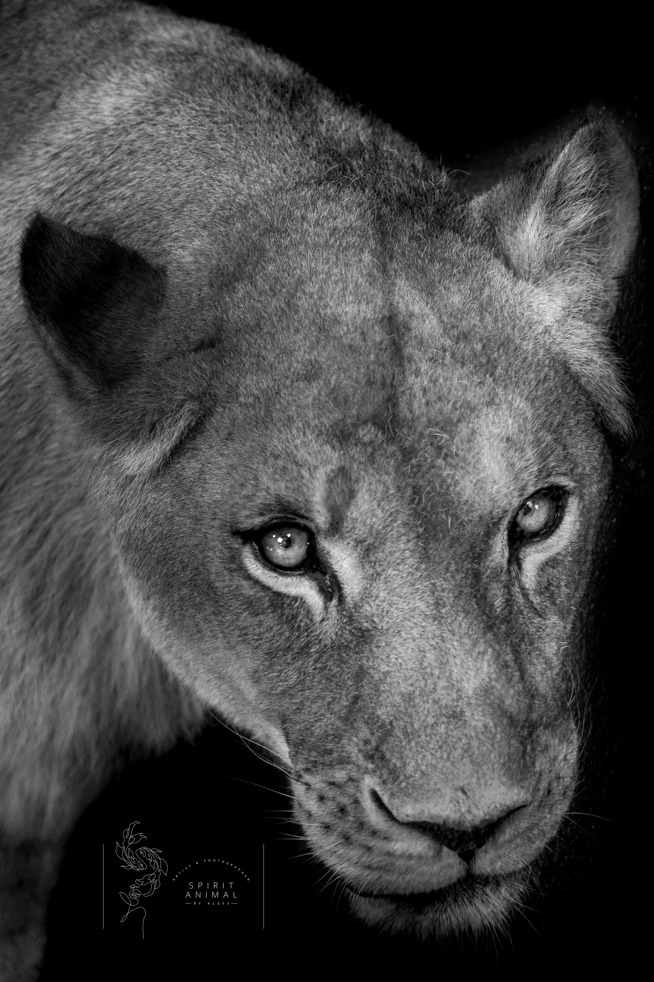 Schwarz-weiß Foto einer Löwin mit intensiven Blicken, Fotografie von SPIRIT ANIMAL