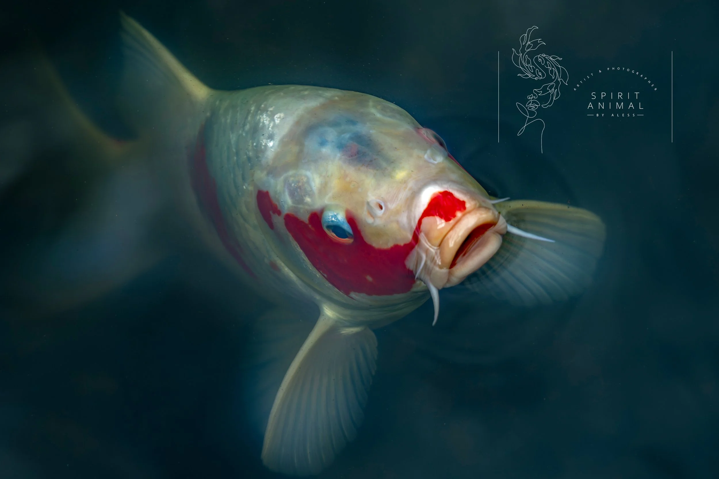 Ein farbiger Karpfen schwimmt im Wasser, mit roten, blauen und grünen Markierungen auf seinem Körper, und der Kopf ist mit markanten Farben versehen.