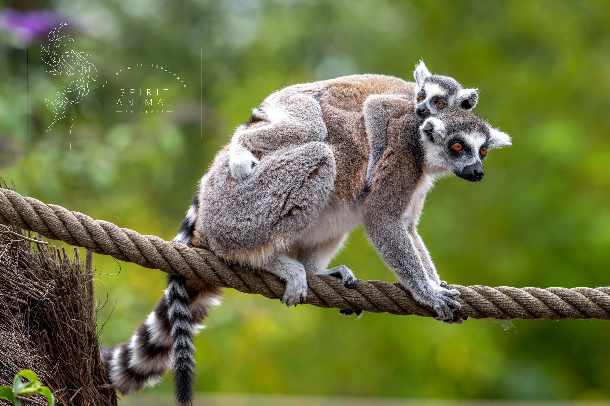 Zwei Lemuren sitzen auf einem dicken Seil, eine auf dem Rücken der anderen vor einem grünen Baumhintergrund, Fotografie von SPIRIT ANIMAL