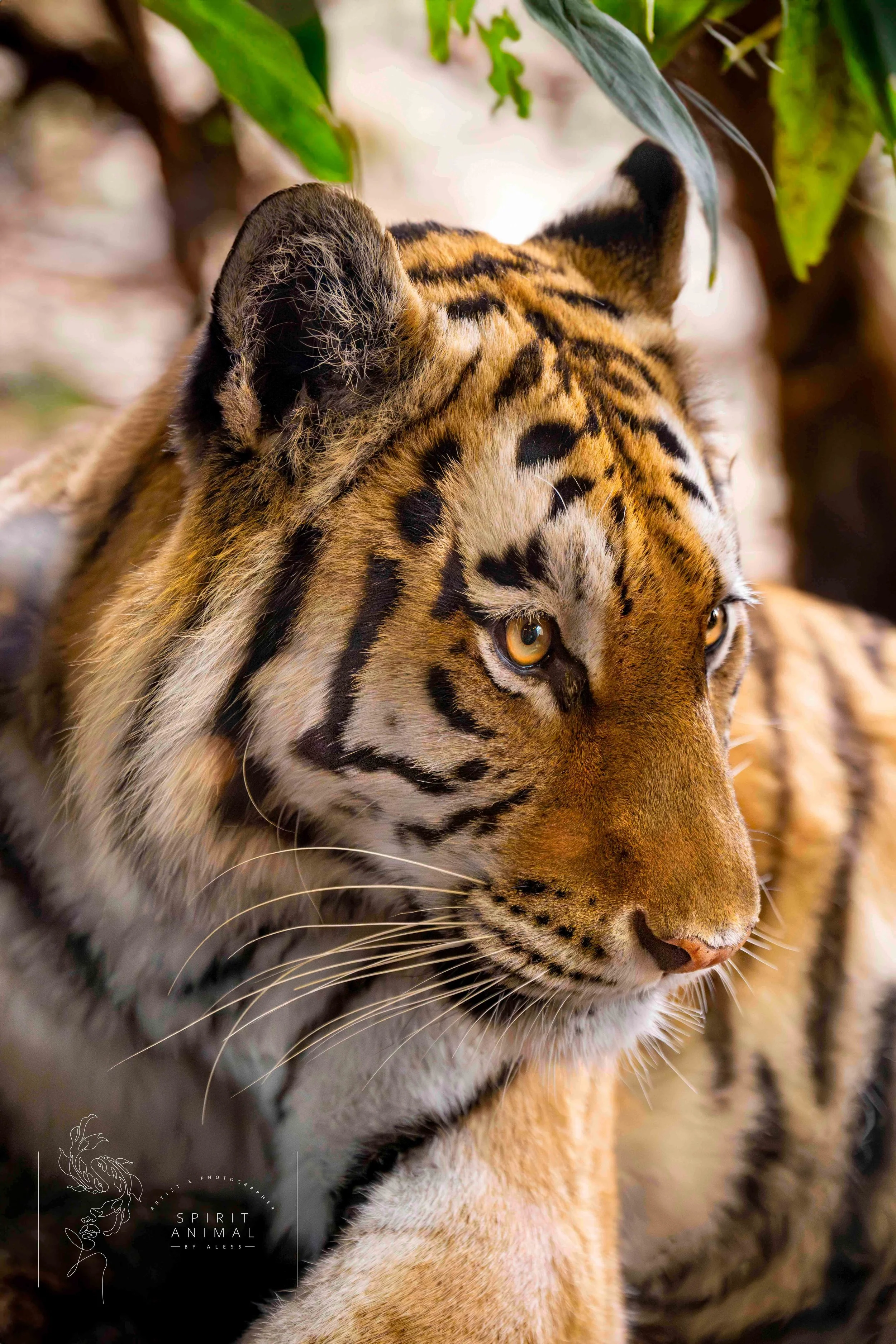 Nahaufnahme eines Tigers mit gelben Augen und orangem Fell mit schwarzen Streifen, umgeben von Blättern.
