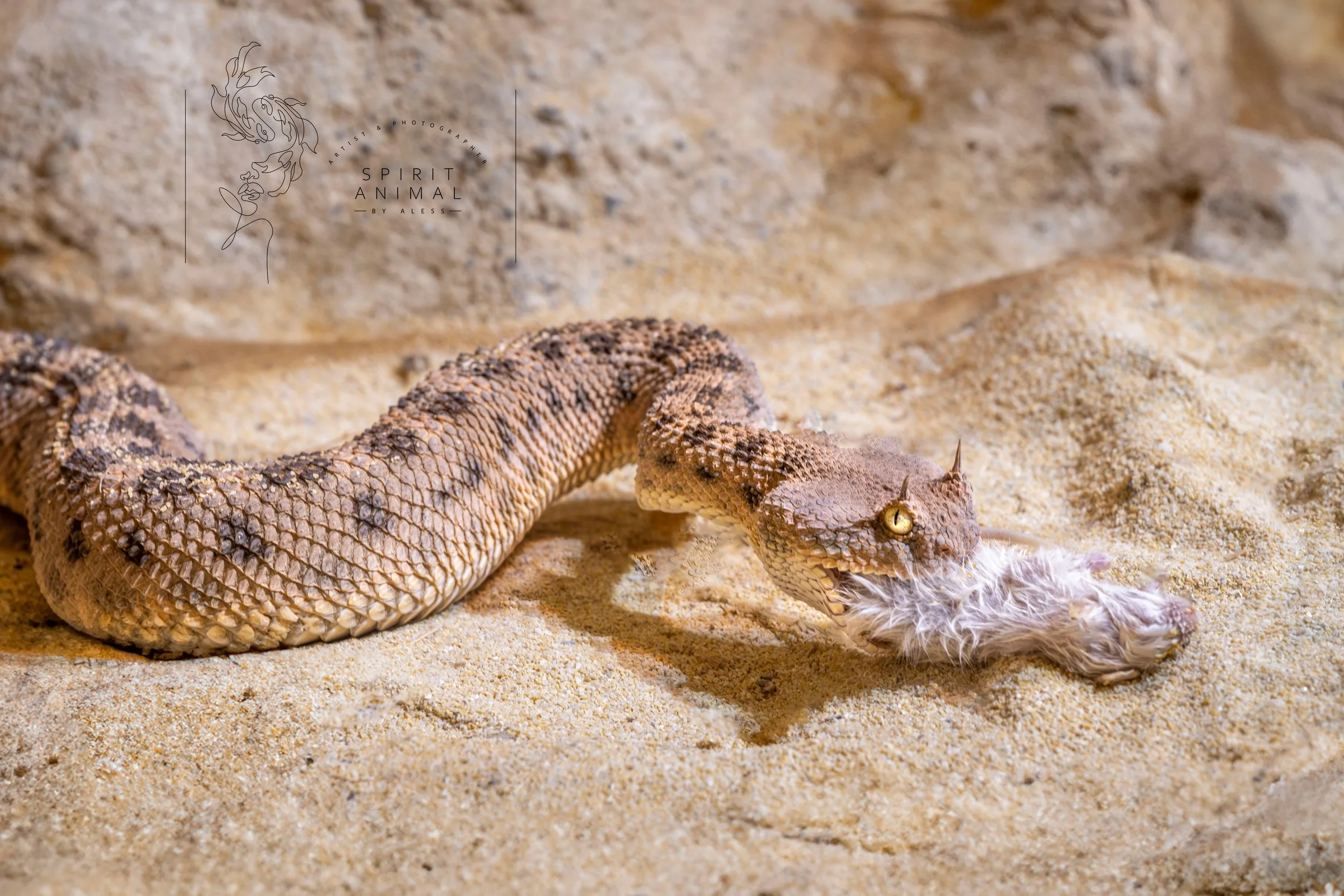 Eine Hornpython hält eine Beute im Sand, in einer Wüsten- oder Trockenumgebung, Fotografie von SPIRIT ANIMAL