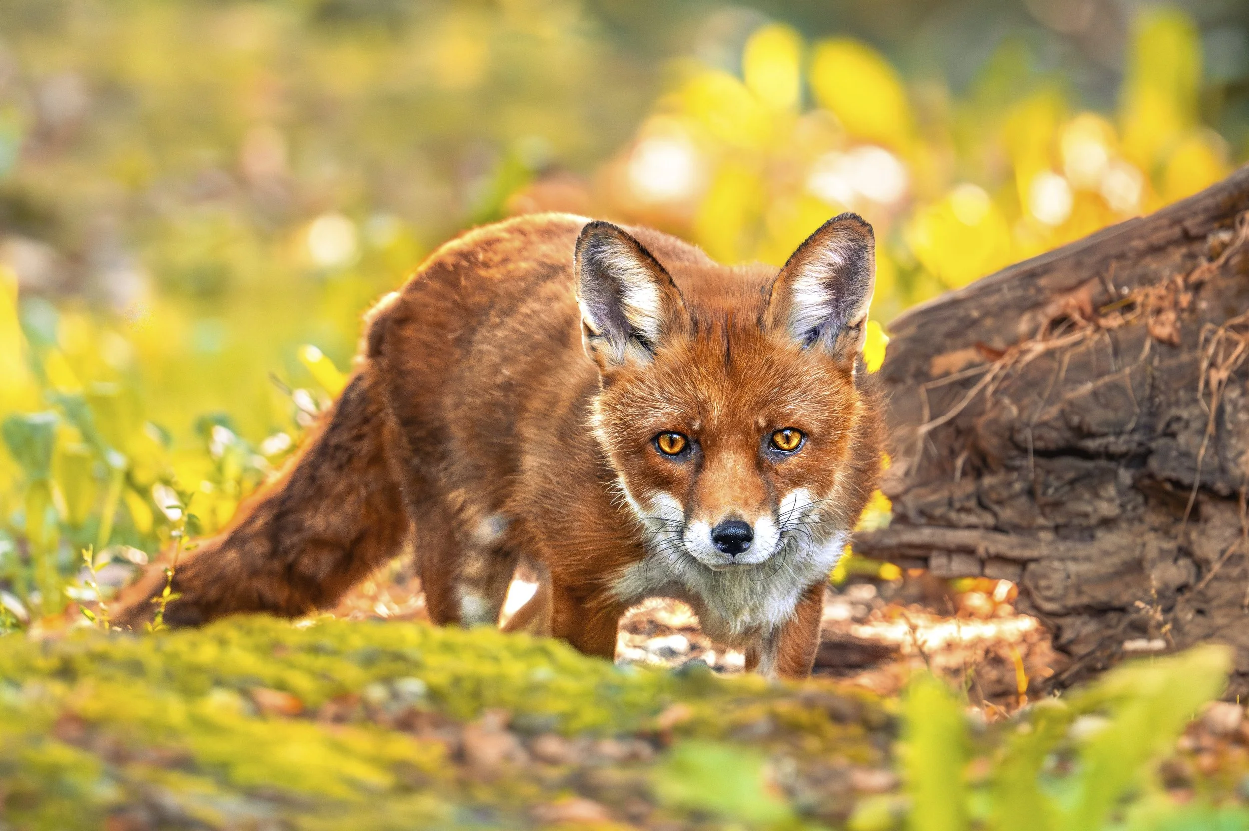Ein Rotfuchs steht in einem Waldboden, umgeben von grünen Pflanzen und einem Baumstamm, mit einem konzentrierten Blick in die Kamera, WAITING BETWEEN WORLDS, Fotografie von SPIRIT ANIMAL