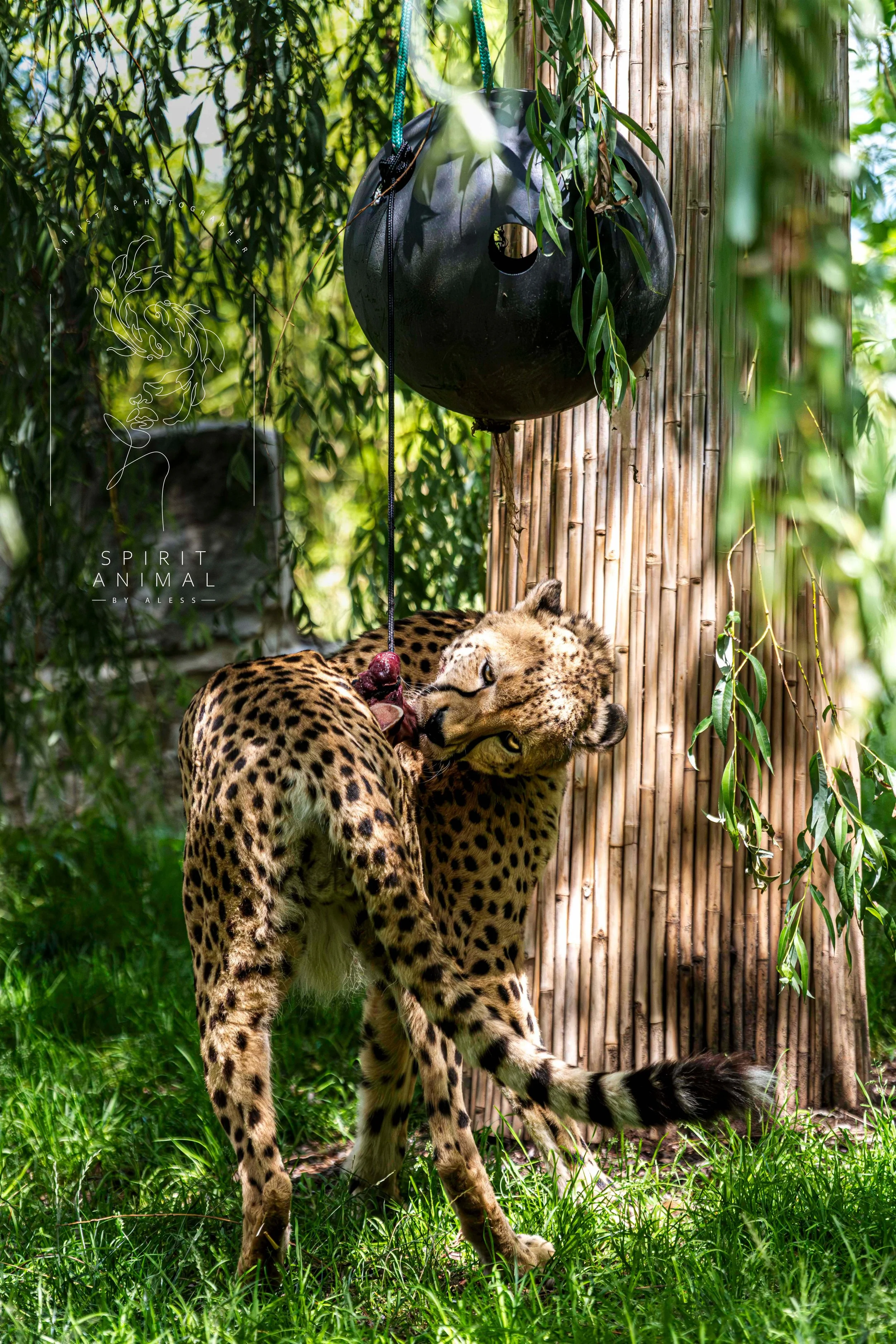 Ein Gepard frisst an einer Fleischquelle im Zoo, Fotografie von SPIRIT ANIMAL