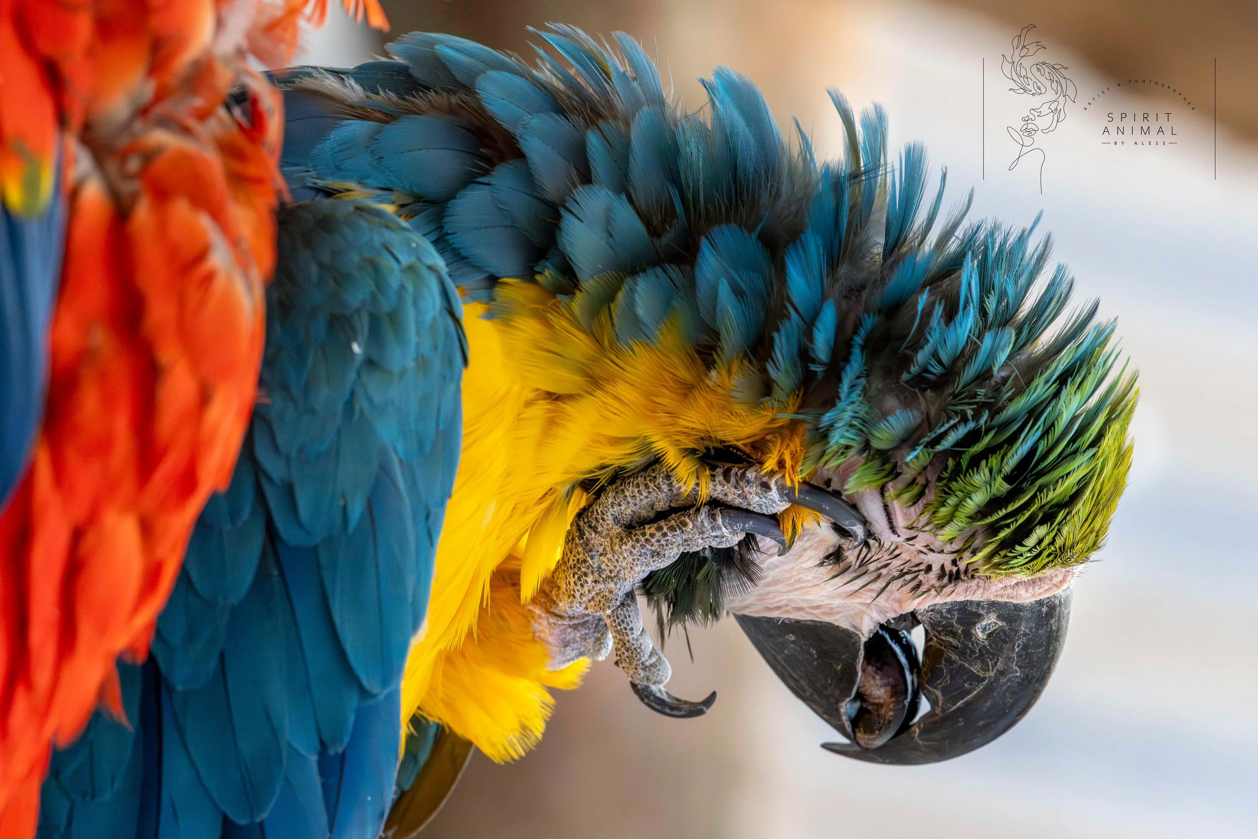 Nahaufnahme eines Ara, mit grün, blau, gelb und rot gefärbtem Gefieder, Scharfes Schnabel, der den Blick zur Seite zeigt, im natürlichen Umfeld, Fotografie von SPIRIT ANIMAL