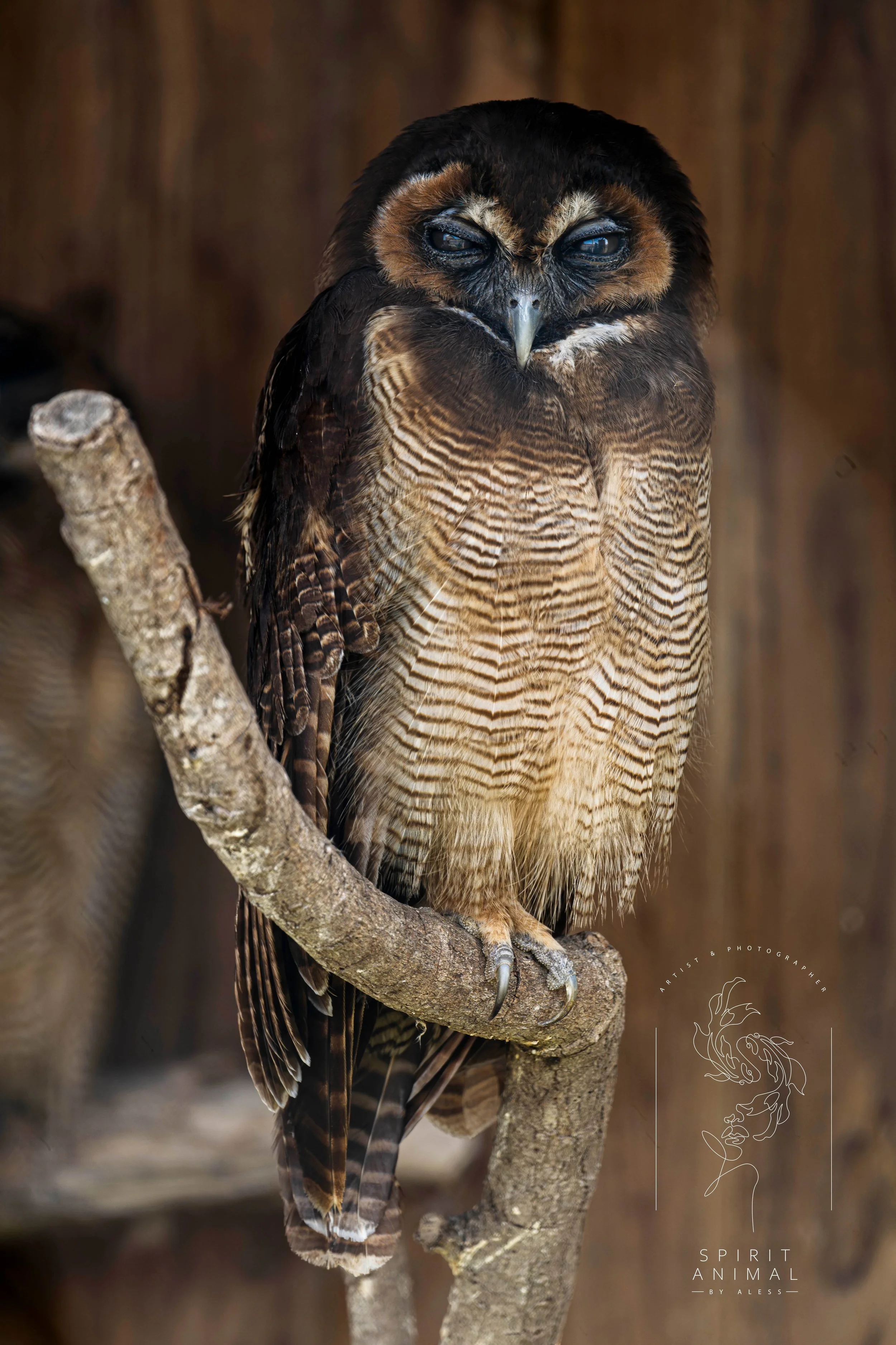 Ein Eulenvogel sitzt auf einem Baumast vor einem braunen, unscharfen Hintergrund, Fotografie von SPIRIT ANIMAL