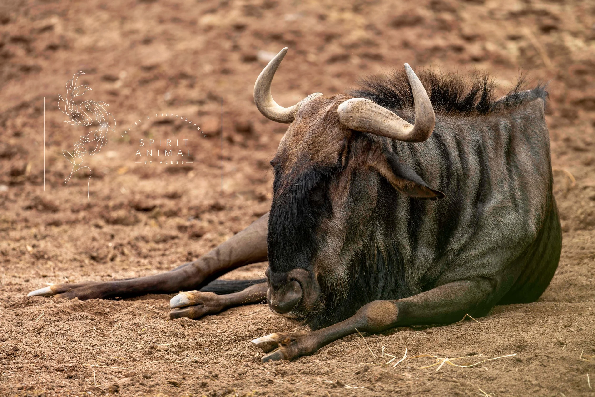 Ein liegendes Gnu auf trockenem Boden, Fotografie von SPIRIT ANIMAL