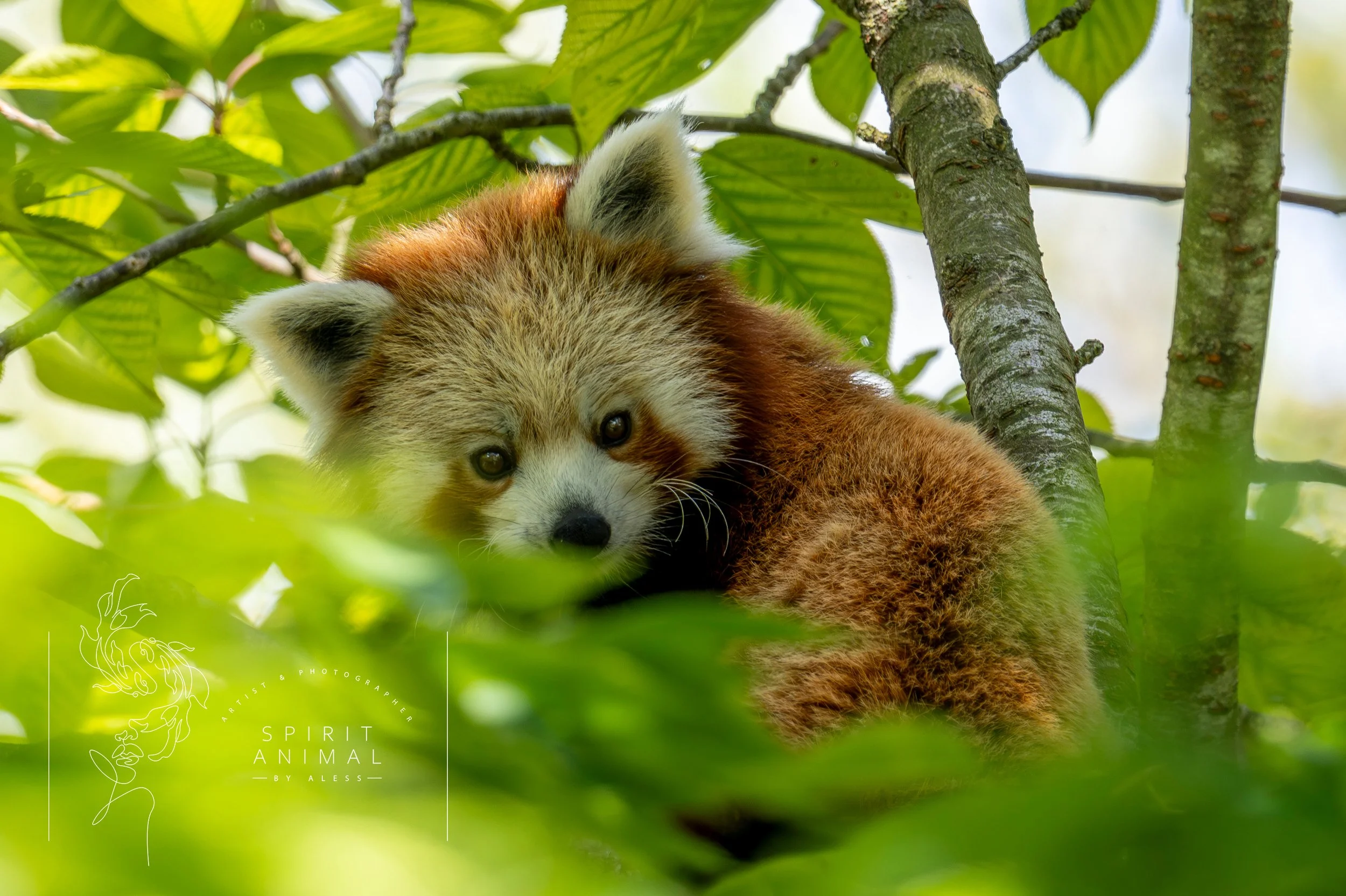Ein kleiner roter Panda liegt im Baum, umgeben von grünen Blättern, blickt neugierig umher, Fotografie von SPIRIT ANIMAL