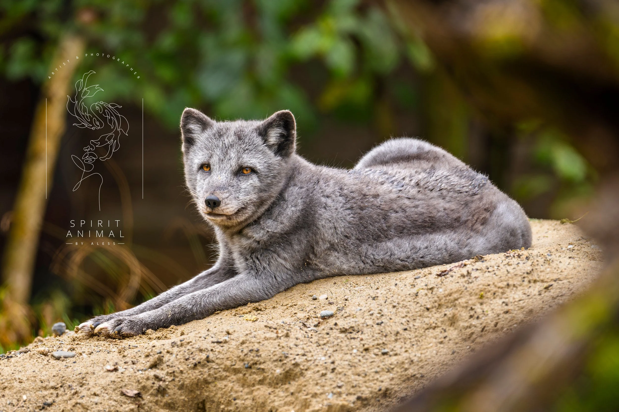 Ein grauer Eisfuchs, liegt auf einem Sandhügel im Wald, umgeben von grünen Blättern.