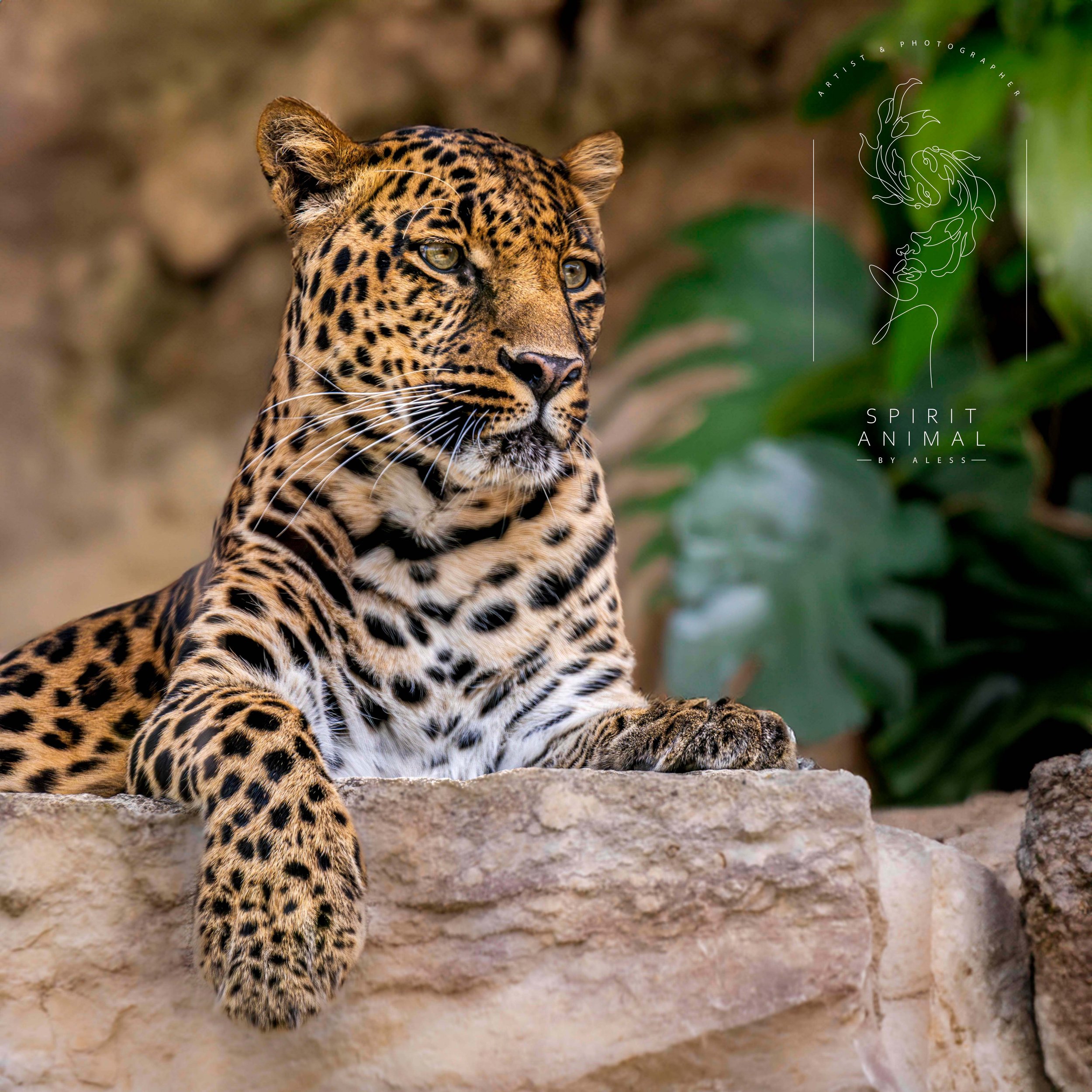 Ein Leopardenkopf liegt auf einer Steinmauer, im Hintergrund grüne Blätter und unscharfer Hintergrund.