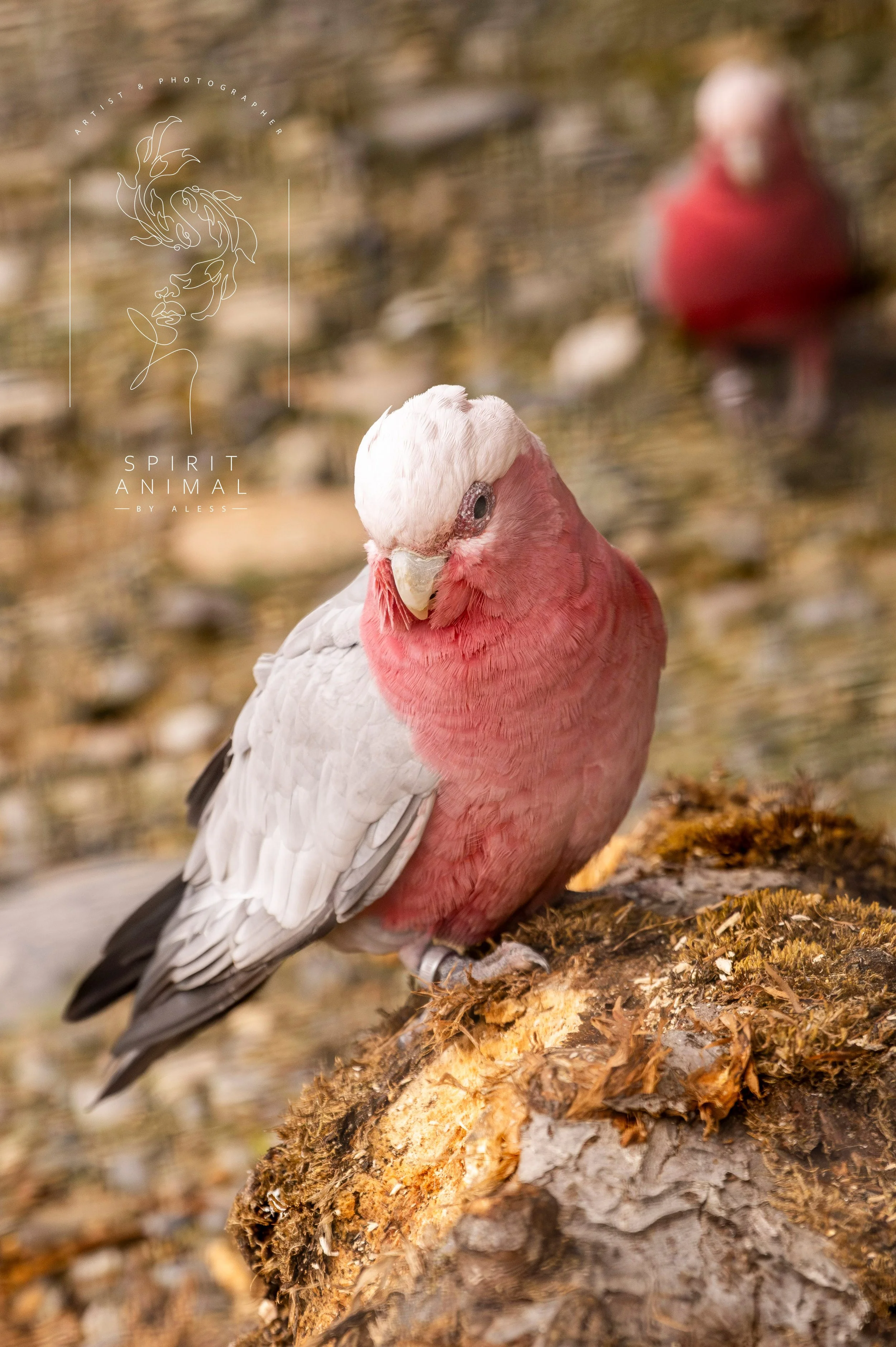 Ein rosafarbenes Papageienpaar auf einem Baumstamm im Freien.