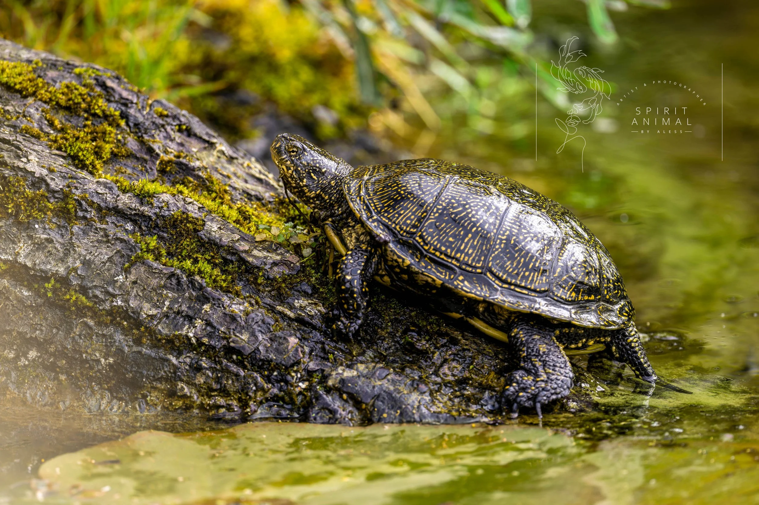 Eine Schildkröte auf einem Baumstamm, der im Wasser liegt, mit grüner Pflanzen in der Umgebung, Fotografie von SPIRIT ANIMAL