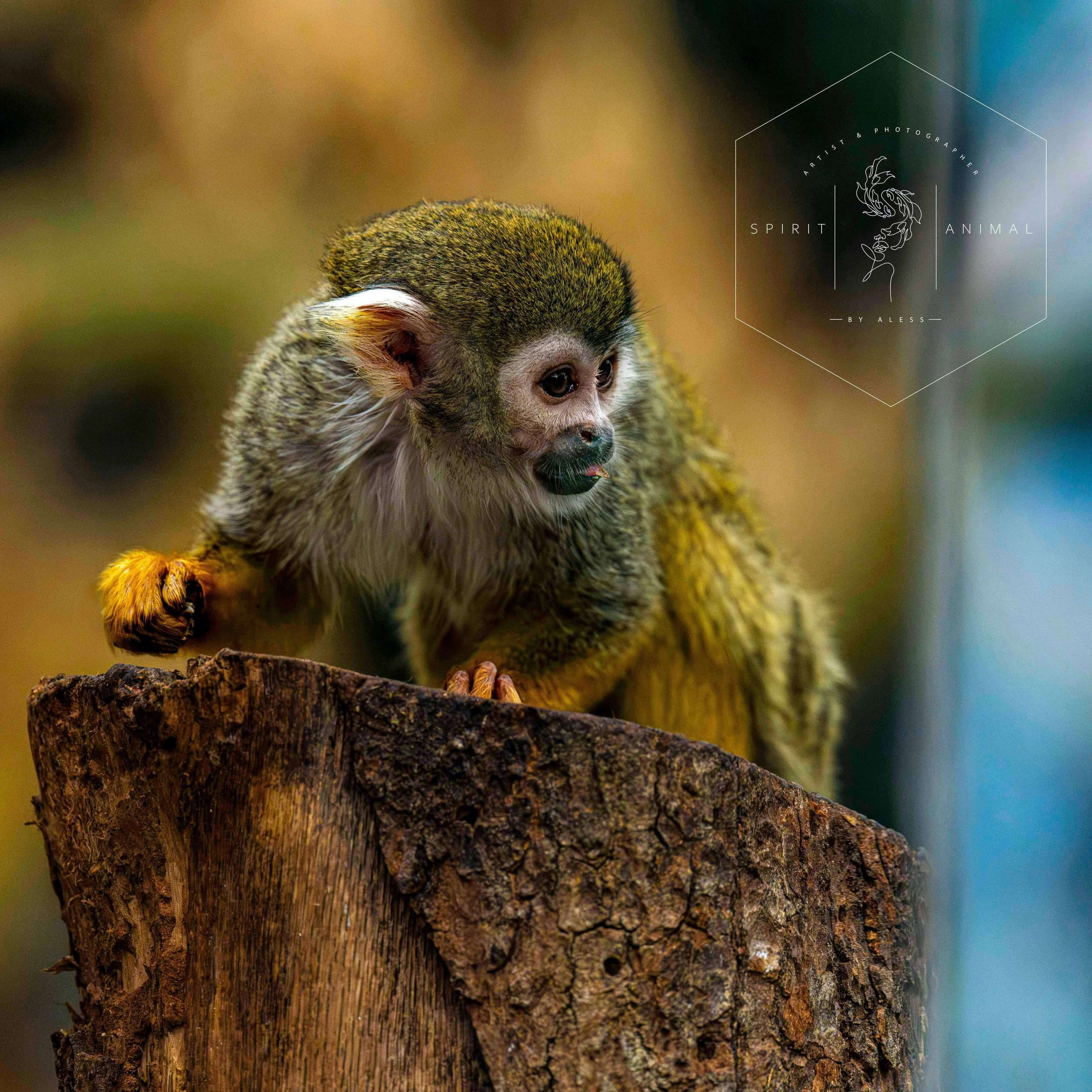 Kleiner Affe sitzt auf einem Baumstamm, schaut nach rechts. Der Hintergrund ist unscharf mit braunen und blauen Tönen, Fotografie von SPIRIT ANIMAL