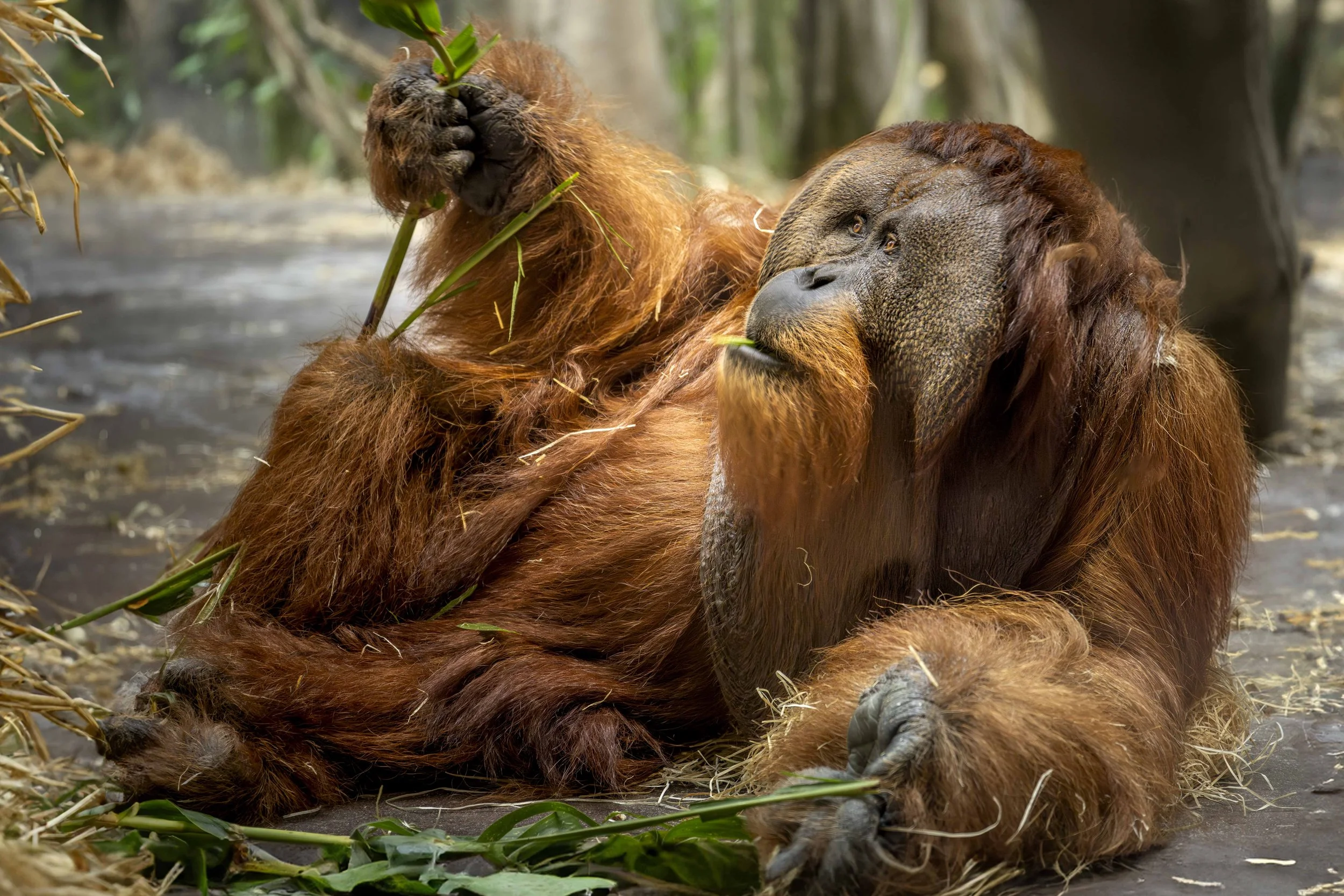 Ein Orang-Utan liegt auf dem Boden, isst Gräser, Fotografie von SPIRIT ANIMAL