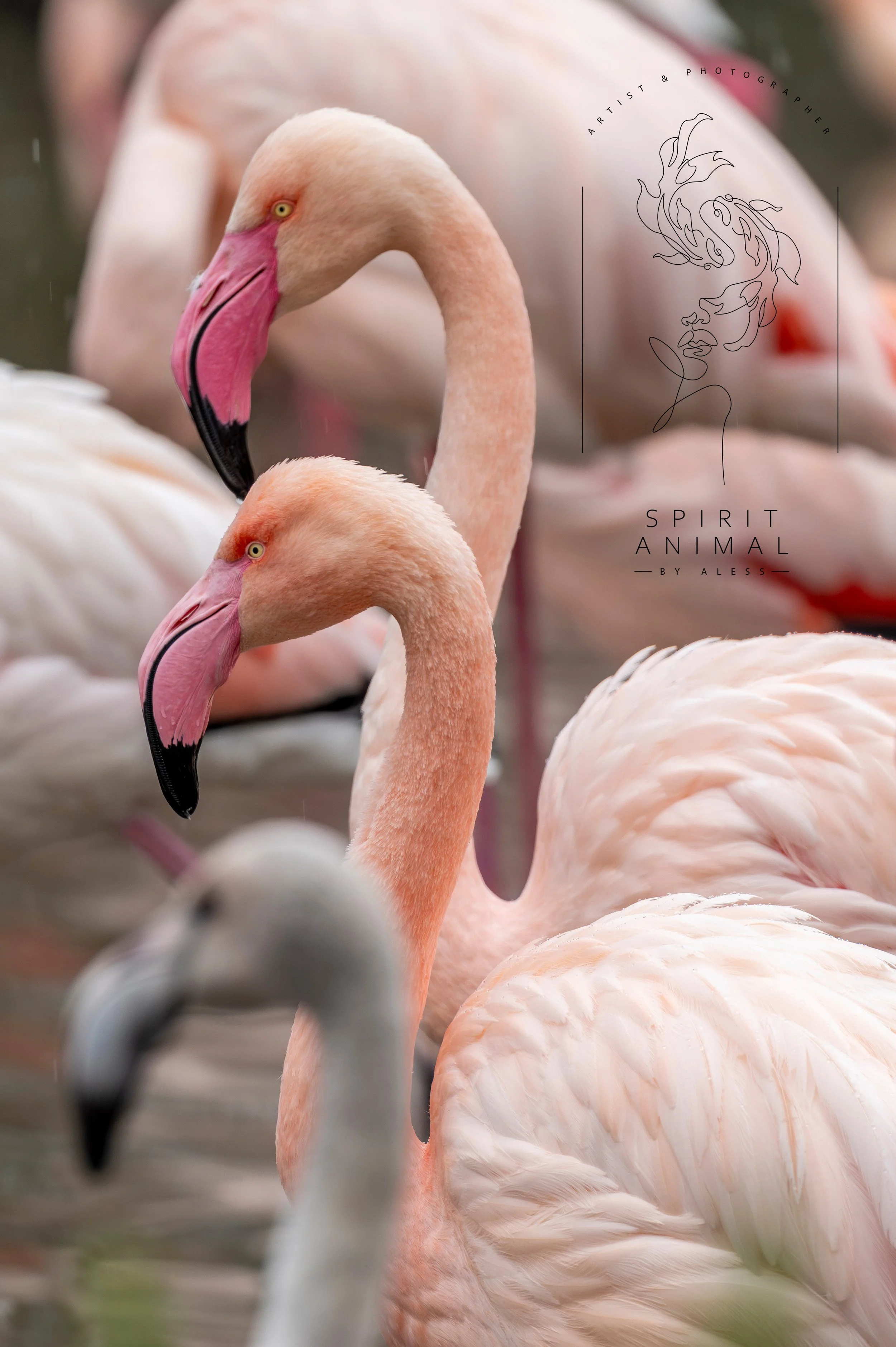 Mehrere Flamingos im Wasser, mit einem betonten Fokus auf zwei rosa Flamingos, die in der Nähe sind. Oberhalb steht ein Logo mit einer stilisierten Frauenfigur und Text."Spirit Animal".