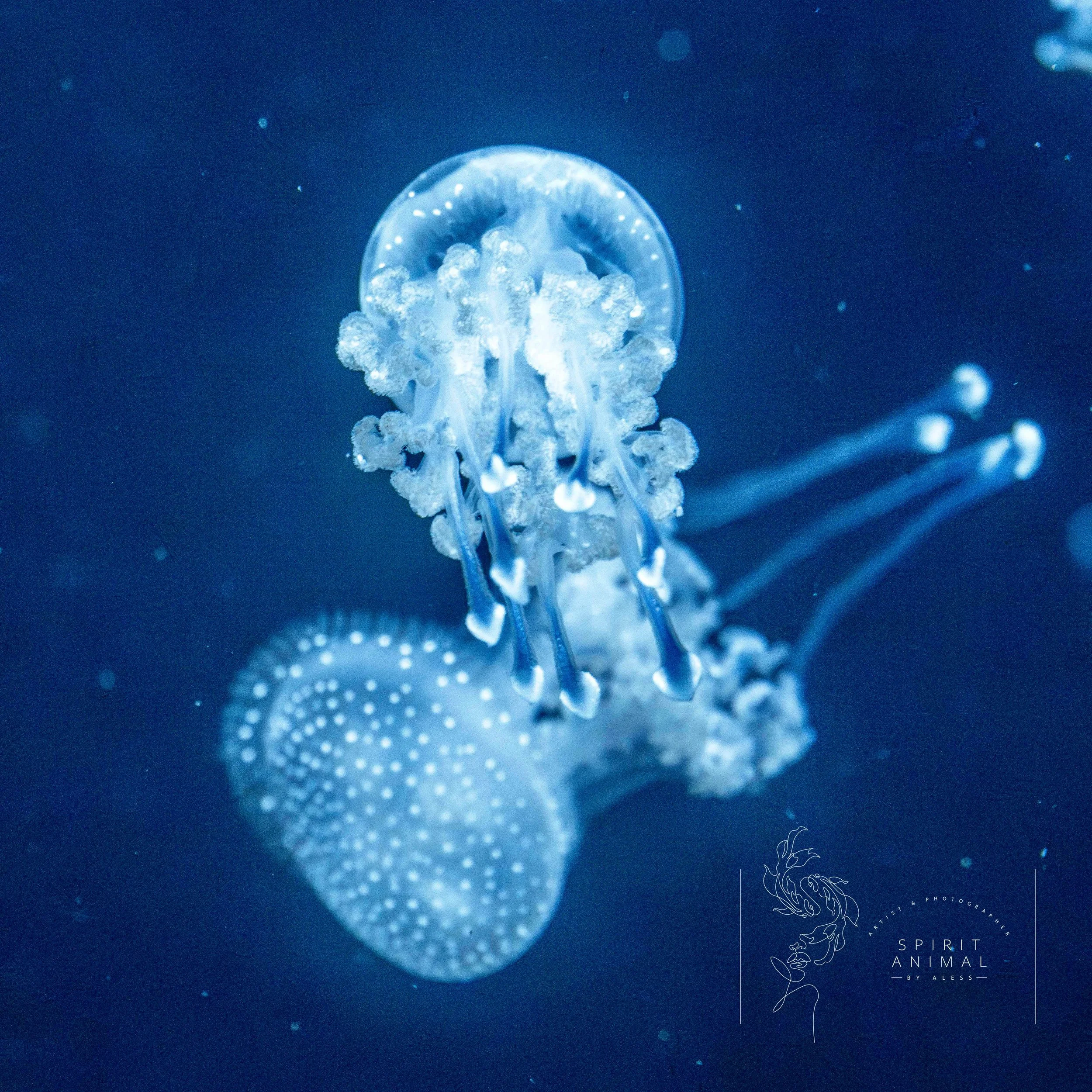 Eine Quallenexpedition in dunklem Wasser, mit zwei leuchtenden Quallen im Fokus.