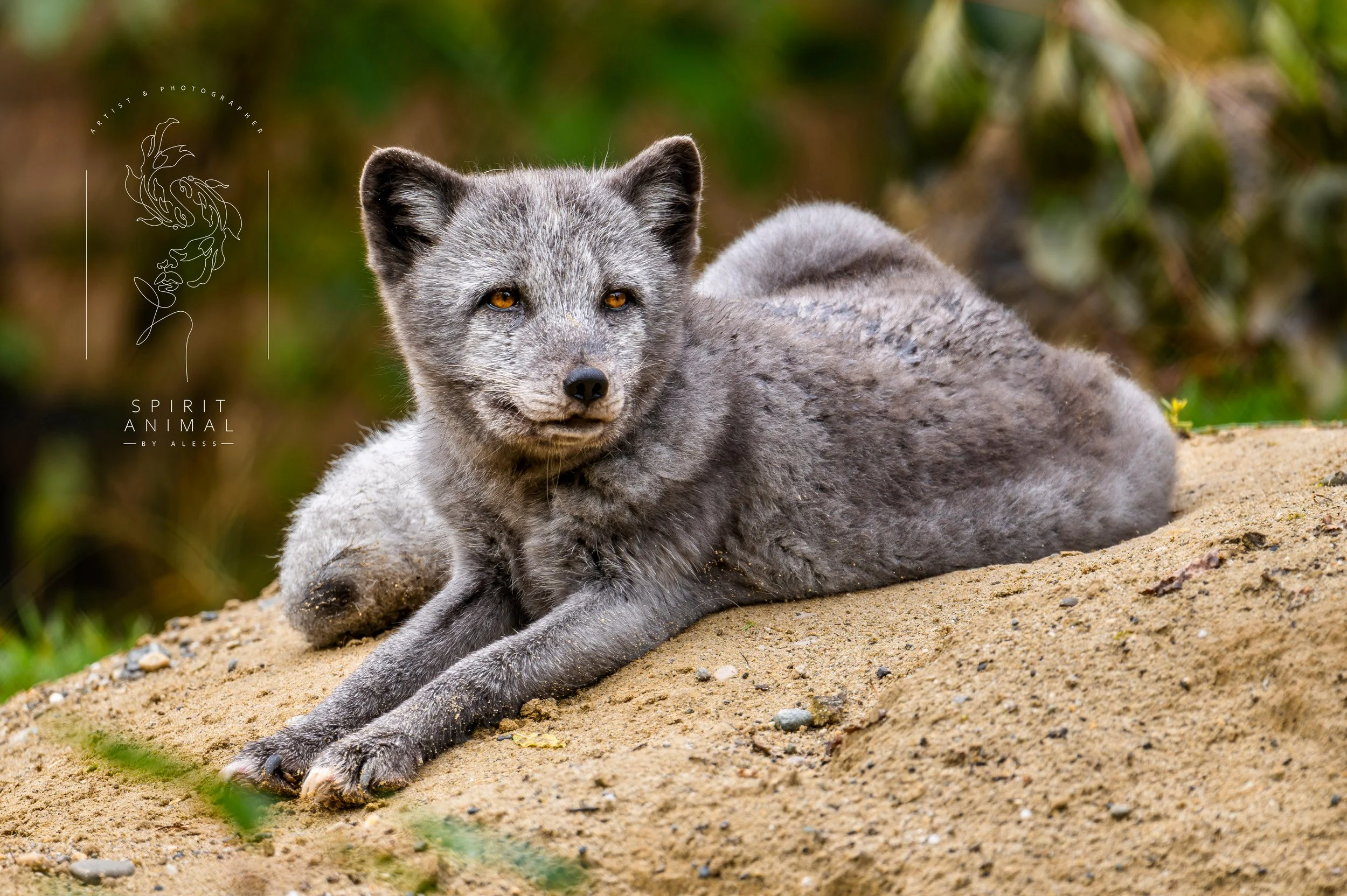 Ein grauer Eisfuchs liegend auf Sand, grüner Vegetation im Hintergrund, Fotografie von SPIRIT ANIMAL