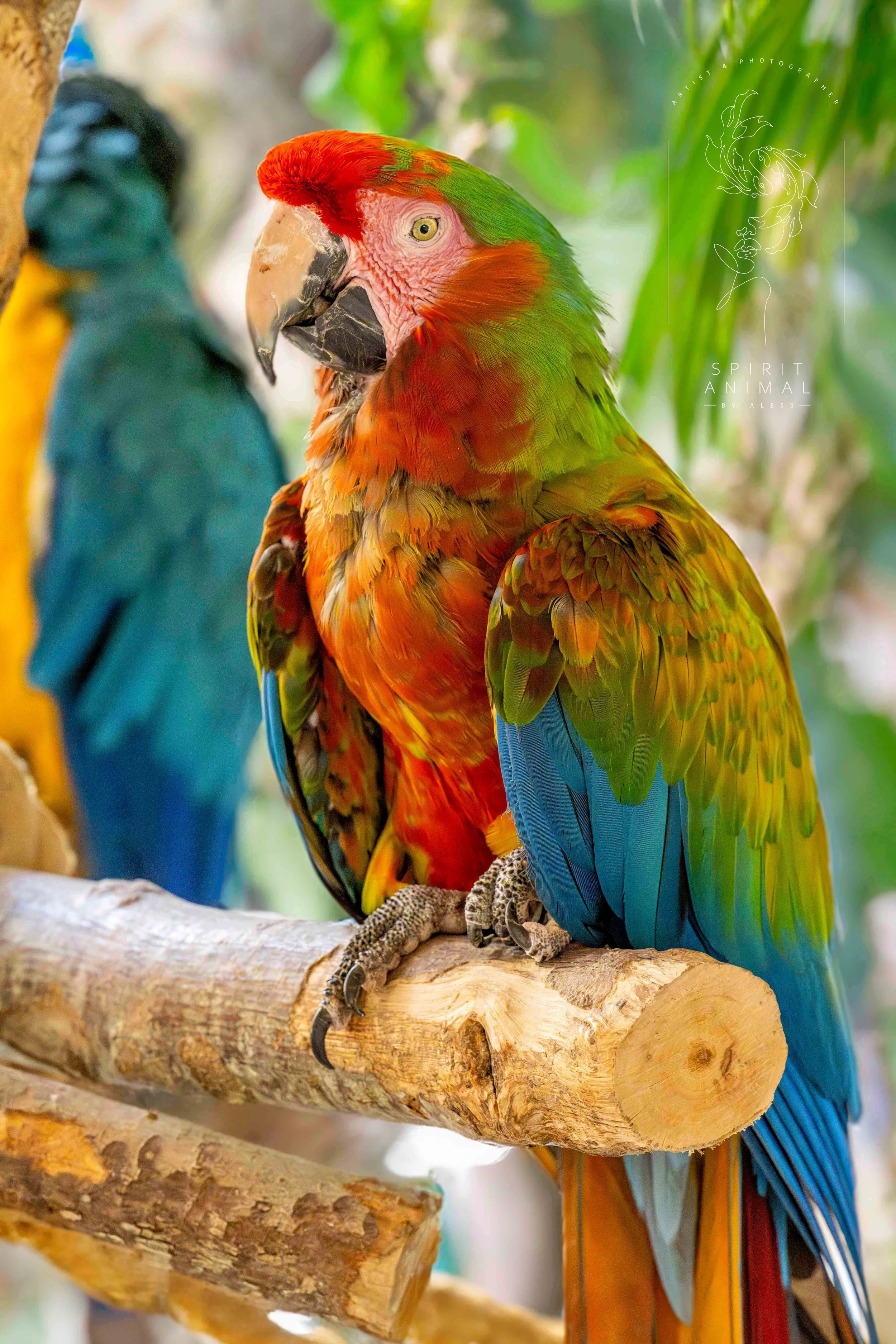Ein bunter Ara sitzt auf einem Baumstamm, im Hintergrund sind weitere Ara-Vögel zu sehen, umgeben von grünen Blättern, Fotografie von SPIRIT ANIMAL