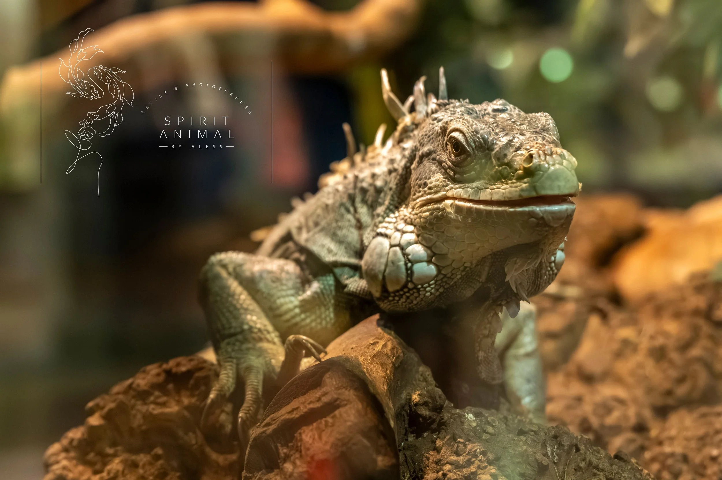 Ein leguanartiges Reptil auf einem Baumstamm, Nahaufnahme, im Hintergrund unscharf, wahrscheinlich in einem Terrarium, Fotografie von SPIRIT ANIMAL